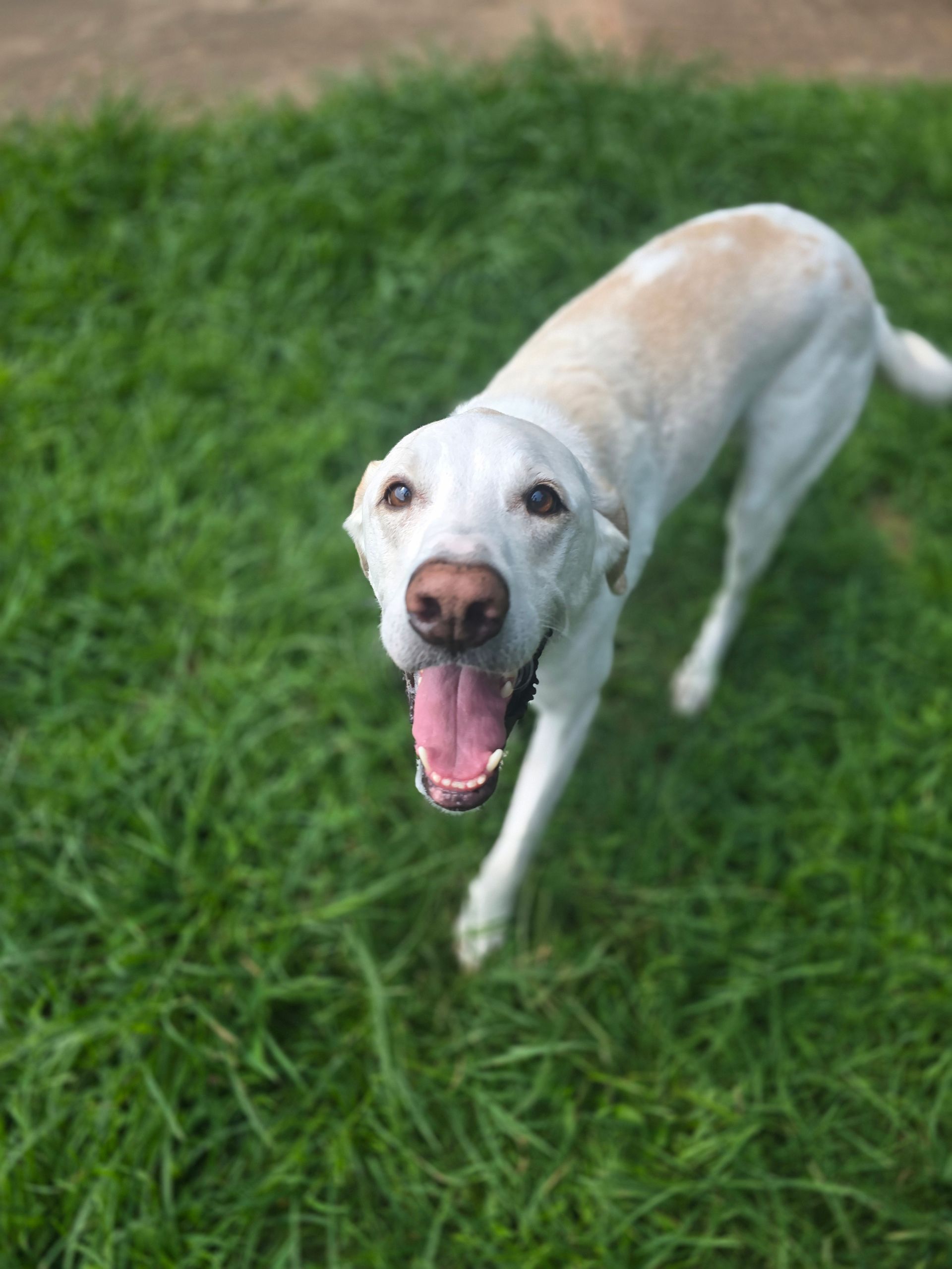 White dog standing on green grass with mouth open and tongue out, looking up at the camera