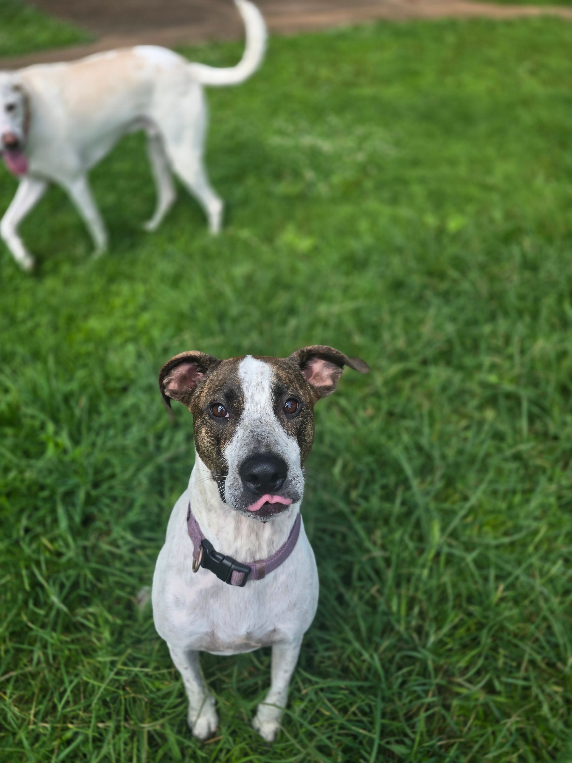 Two small dogs on grass, one white dog with brown face markings sitting in front
