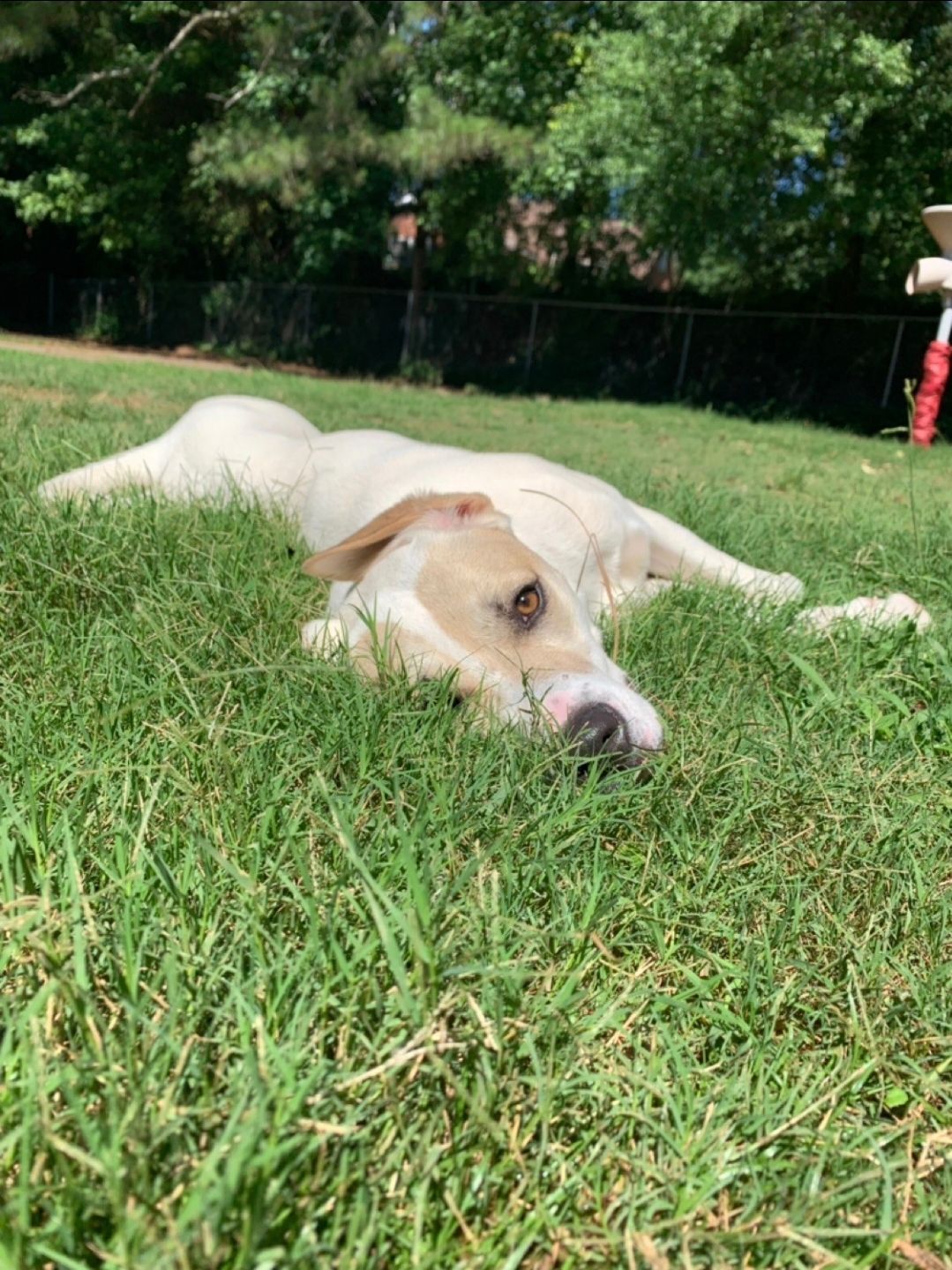 Tan dog lying in green grass with trees in the background
