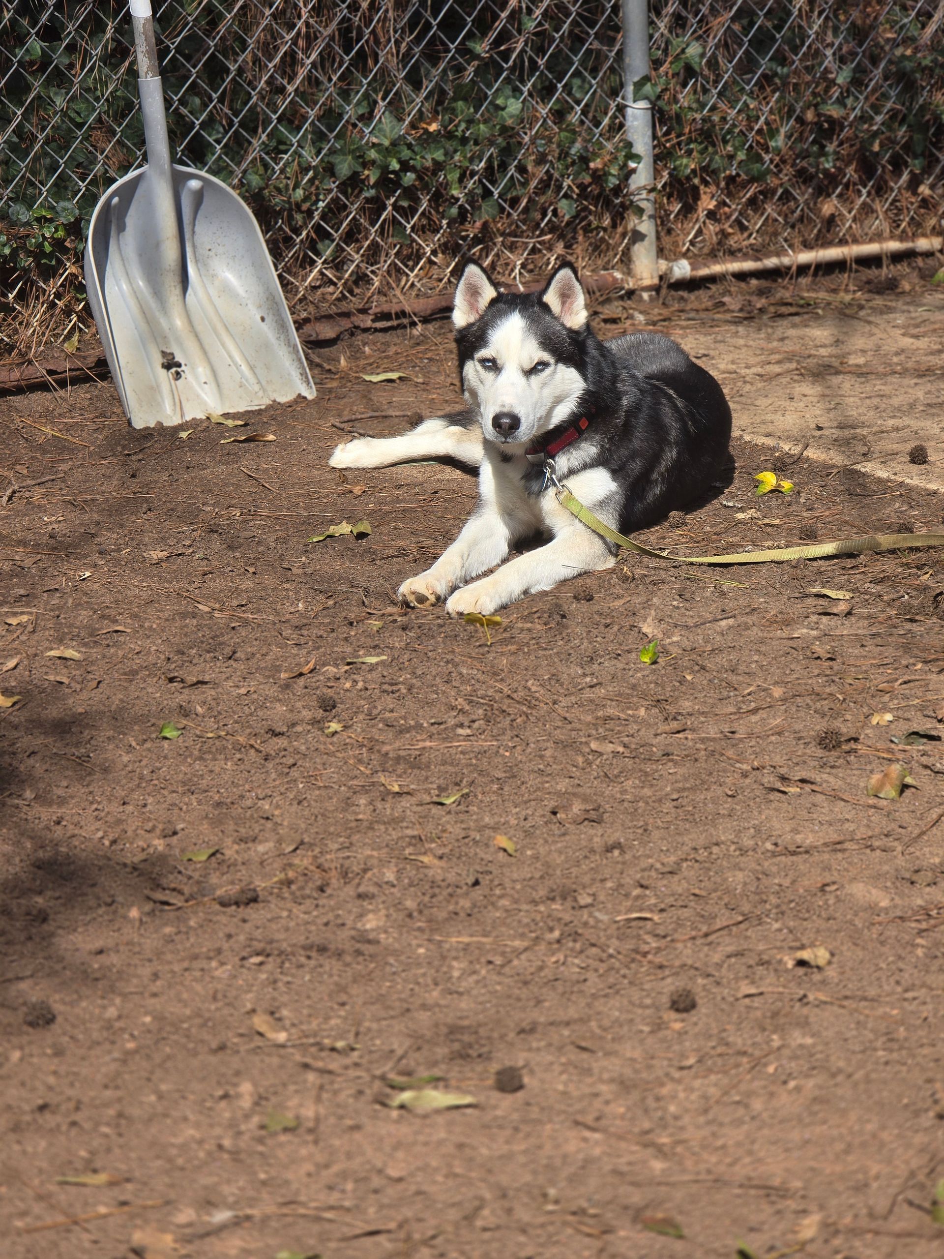 Black-and-white husky lying on dirt beside a shovel near a chain-link fence