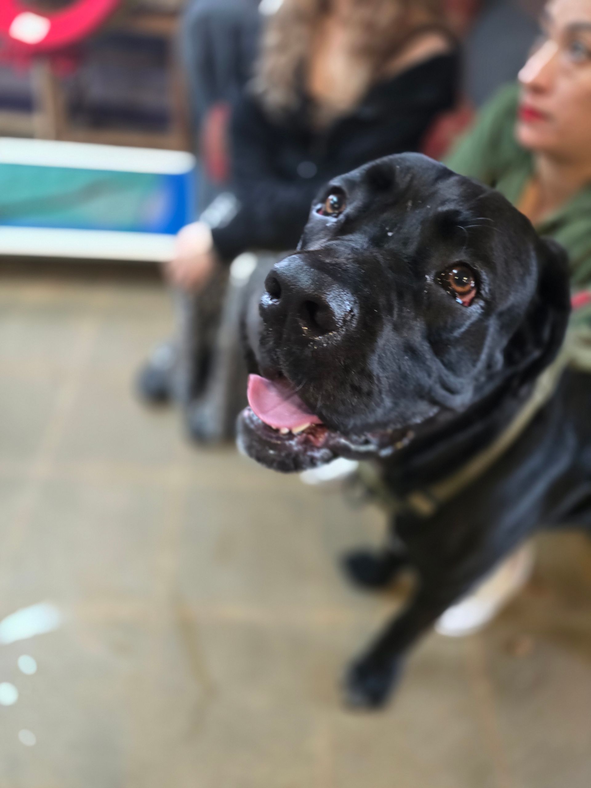 Black dog looking up indoors with mouth open, standing on a leash