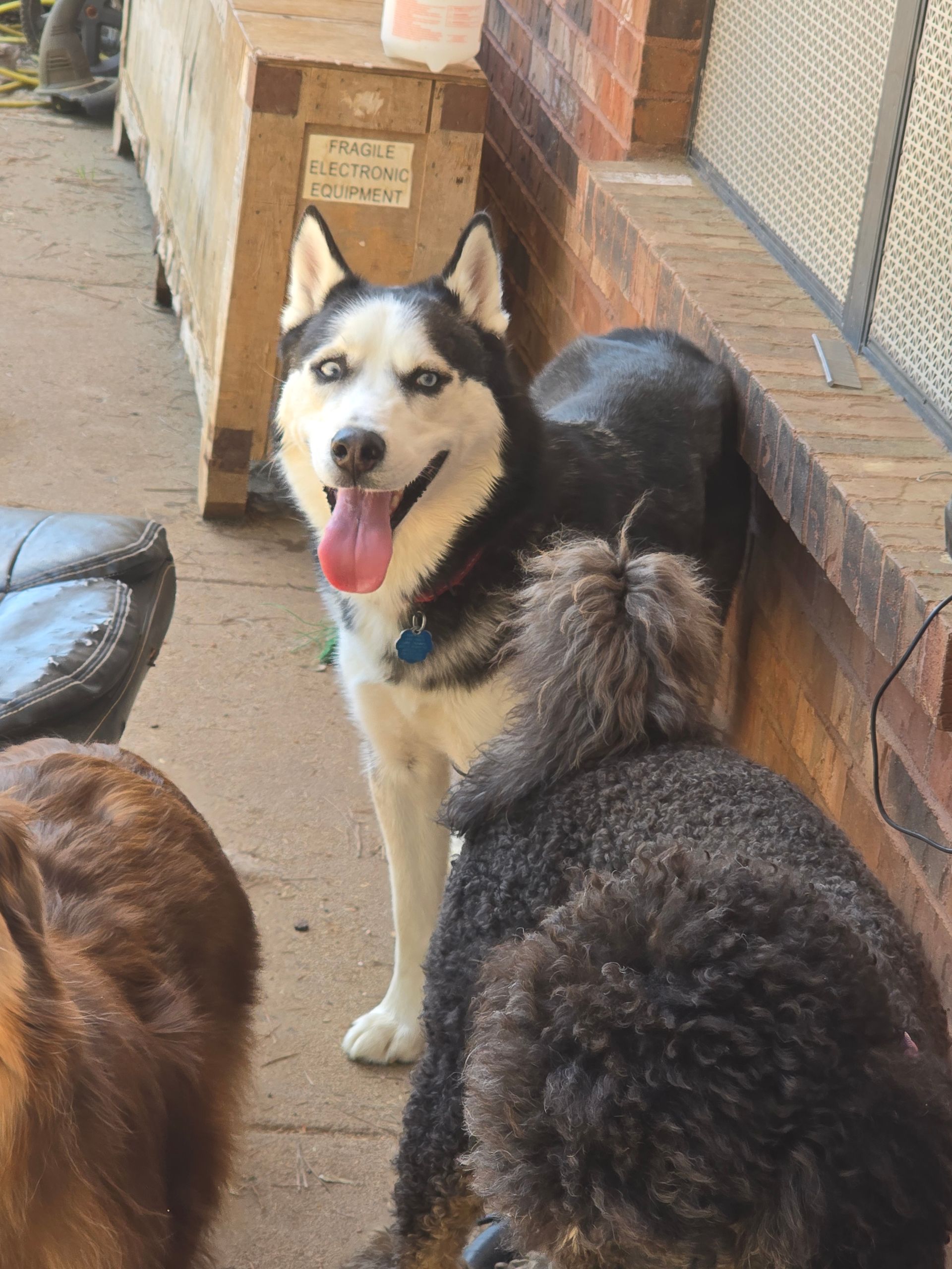 Two husky dogs standing on a patio, one black-and-white dog facing the camera with tongue out.