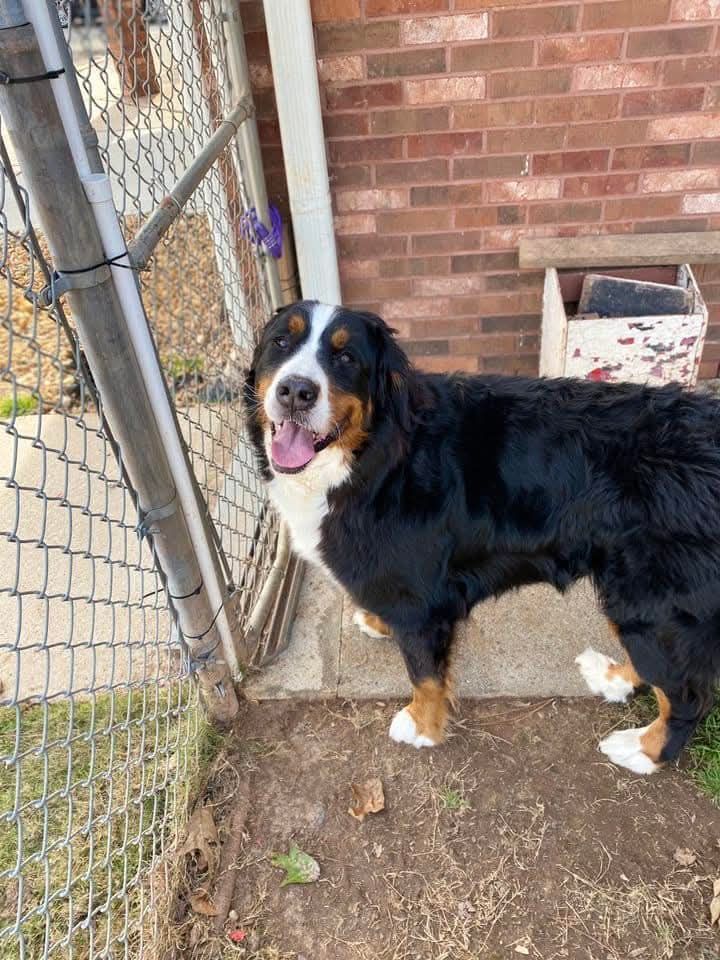 Large black, white, and brown dog standing by a chain-link fence, looking at the camera with tongue out