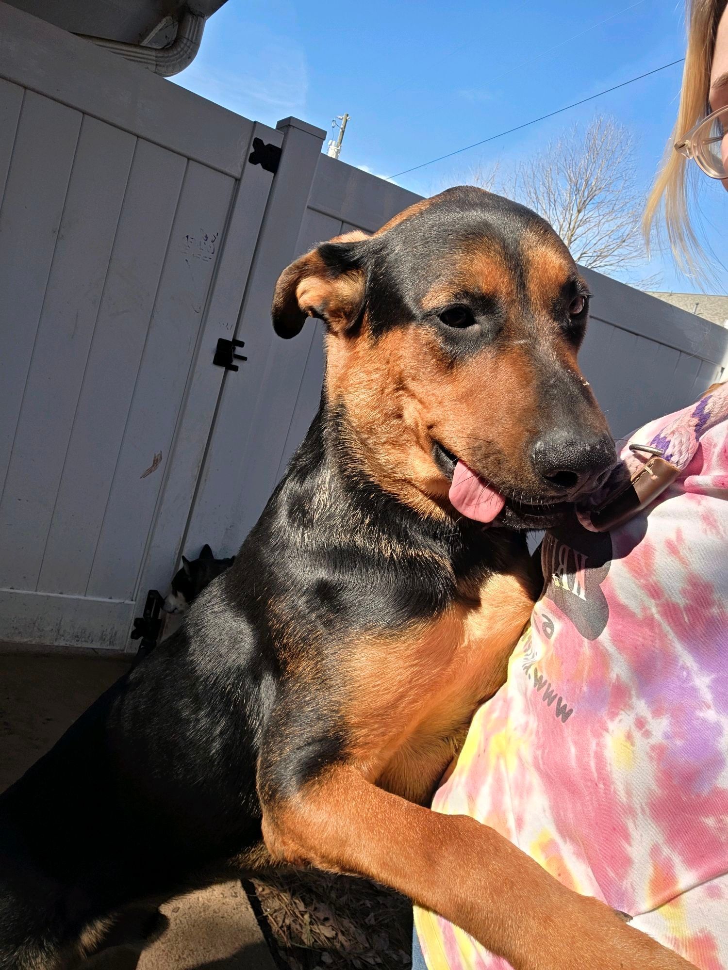 Brown-and-black dog with tongue out being held outdoors near a fence in bright sunlight