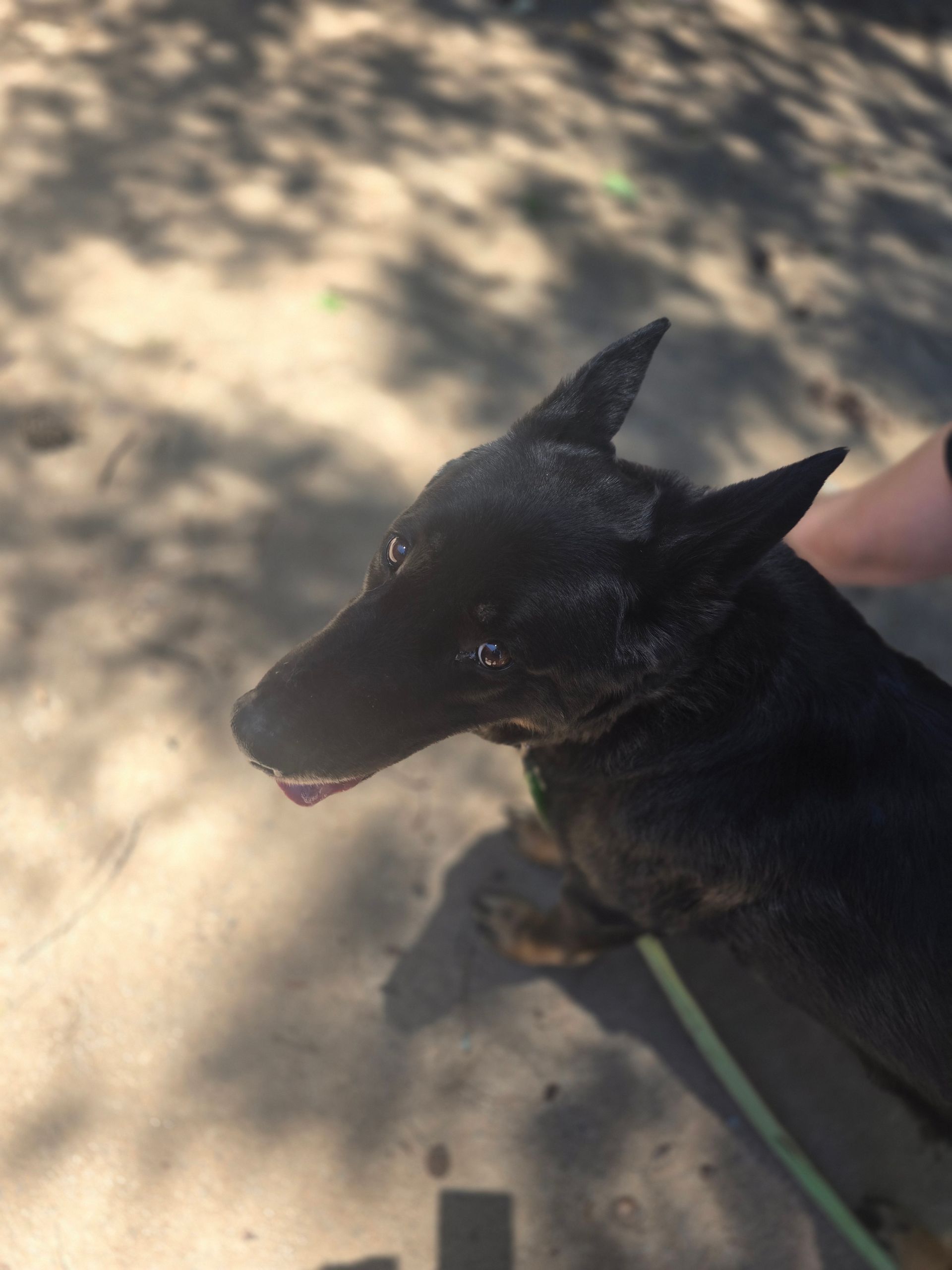 Black dog on a leash in dappled sunlight on a sidewalk, viewed from above