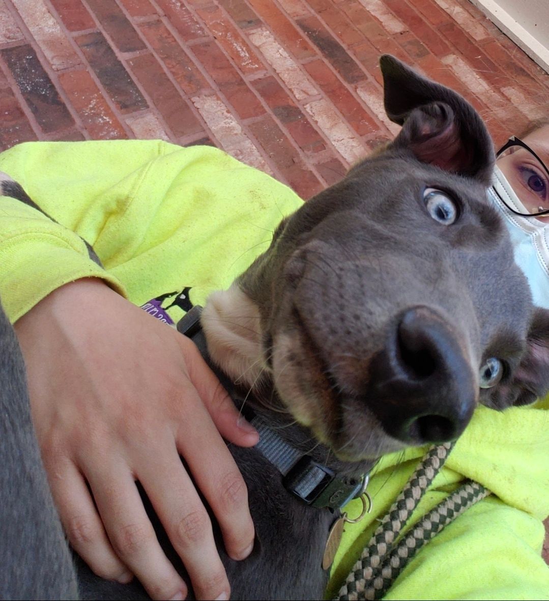 Gray dog in a neon yellow jacket лежing on a person’s lap on a brick patio, head tilted curiously