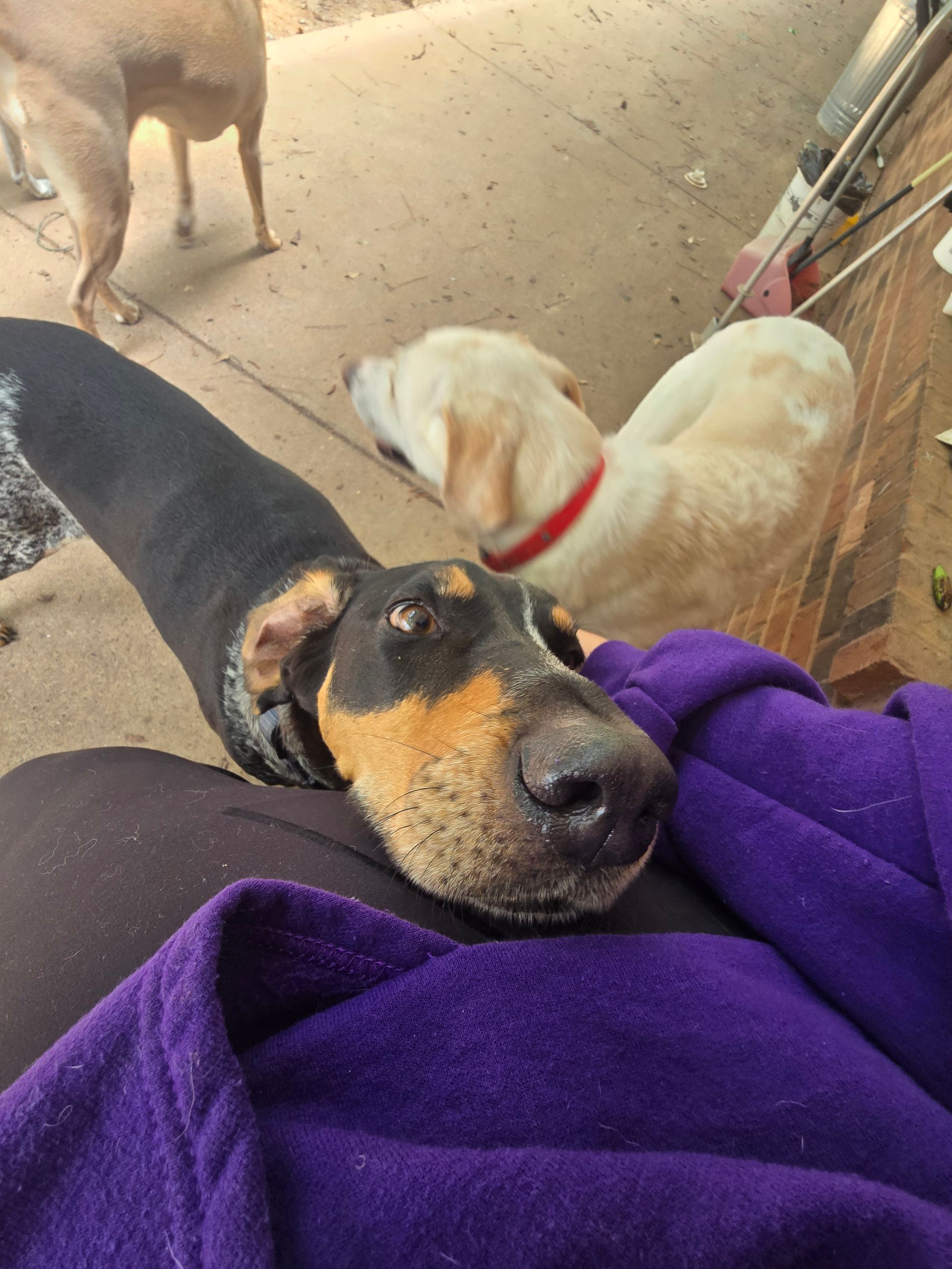 Three dogs gathered around a person in a purple jacket, one black-and-tan dog resting its head on their lap.