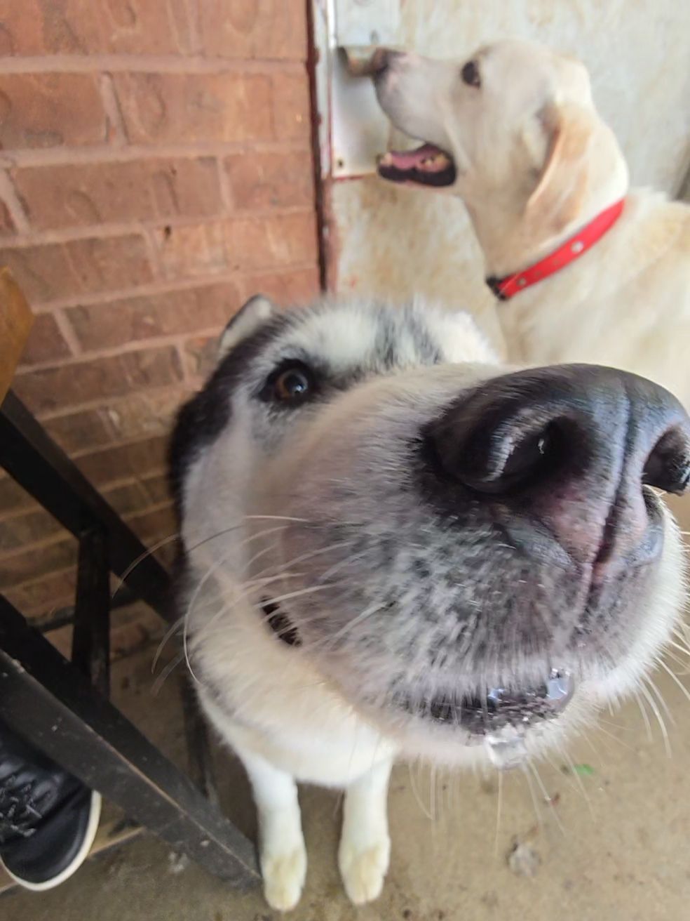Curious white-and-black dog close to camera, with another tan dog in the background by a brick wall