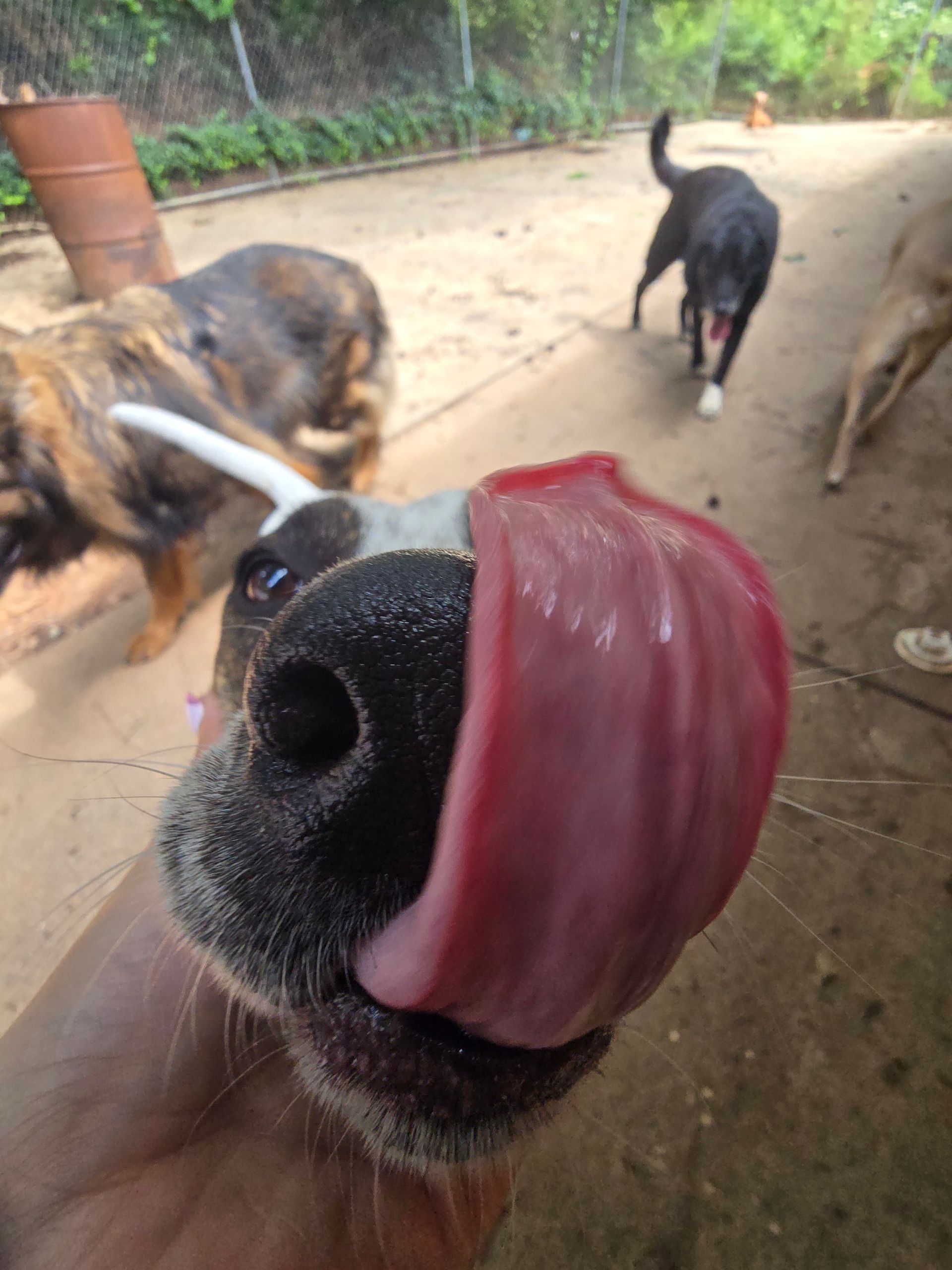 Dog licking the camera, with other dogs in a dirt yard behind it.