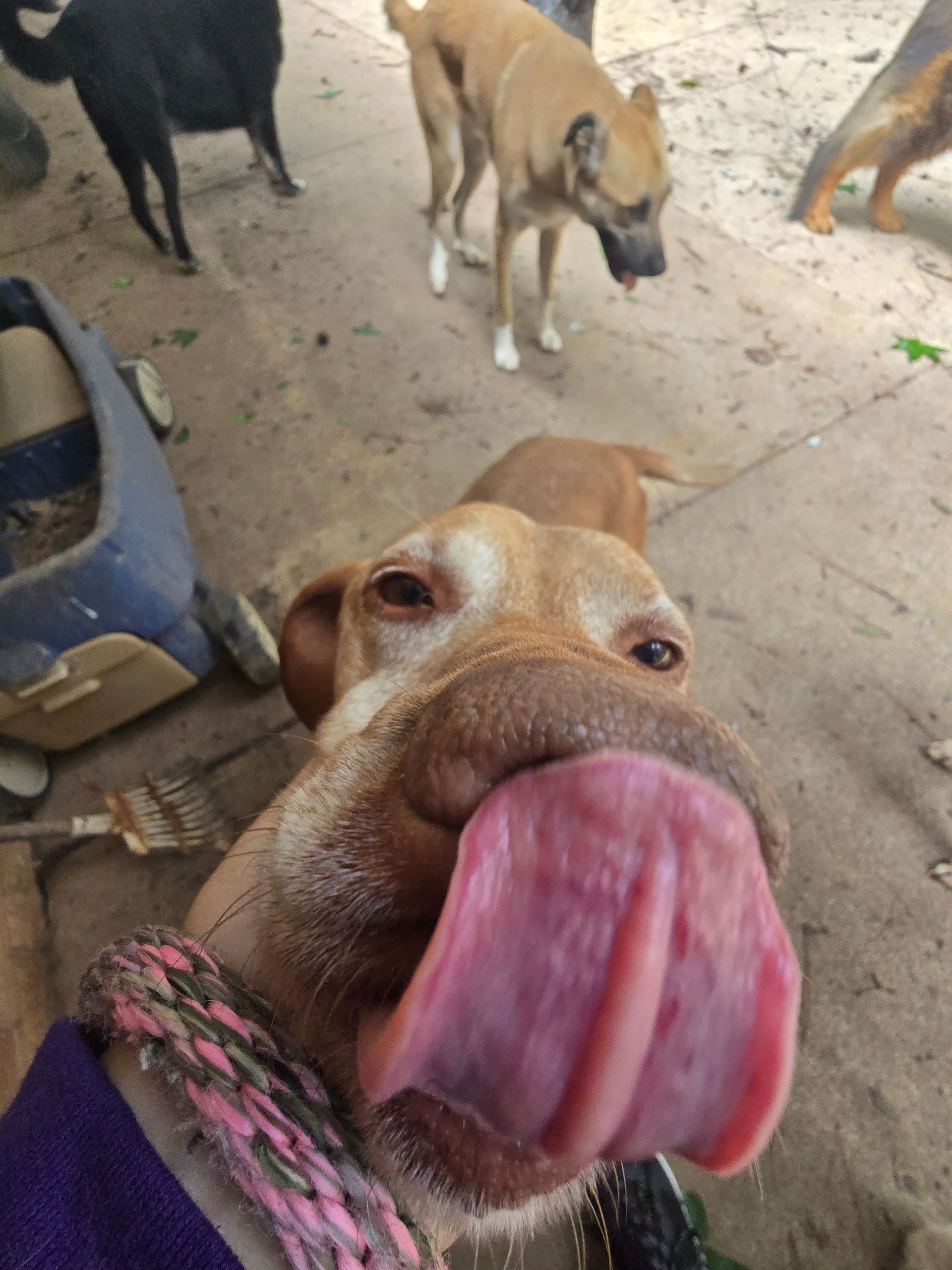 Close-up of a brown dog licking the camera, with other dogs standing on a dirt path behind it.