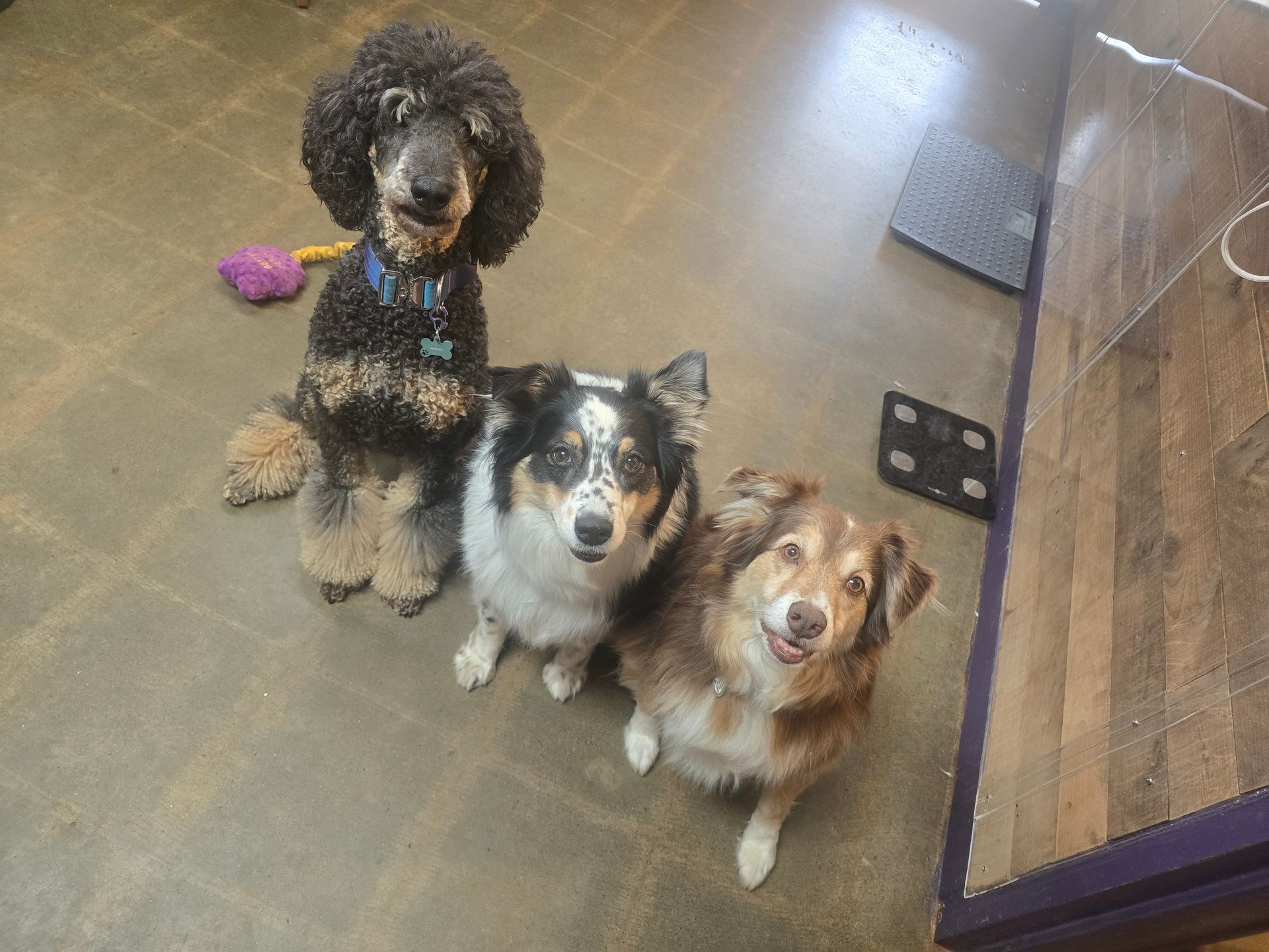 Three dogs sitting on a floor, including one black poodle, all looking up at the camera.