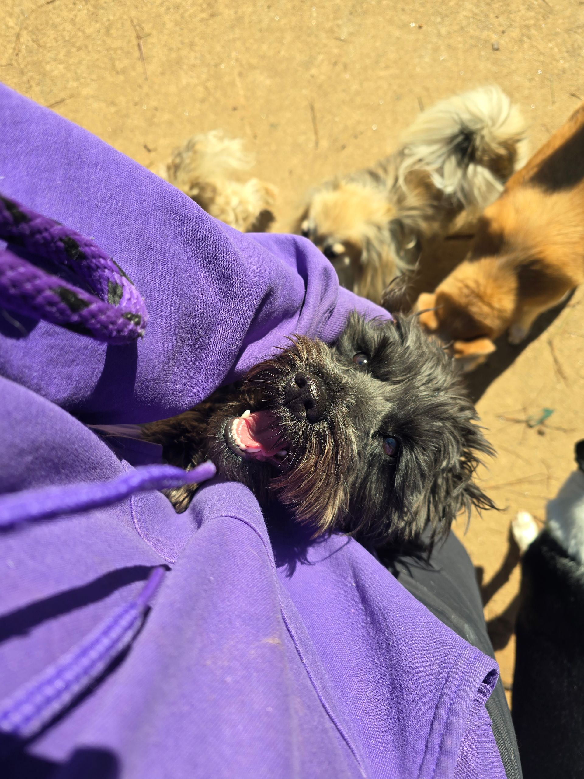 Three small dogs gathered around a person in a purple shirt outdoors on sandy ground.