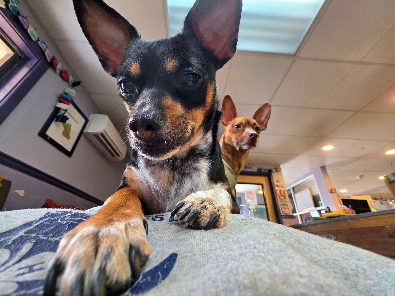 Two dogs lounging indoors, one black-and-tan dog close to the camera with paws outstretched