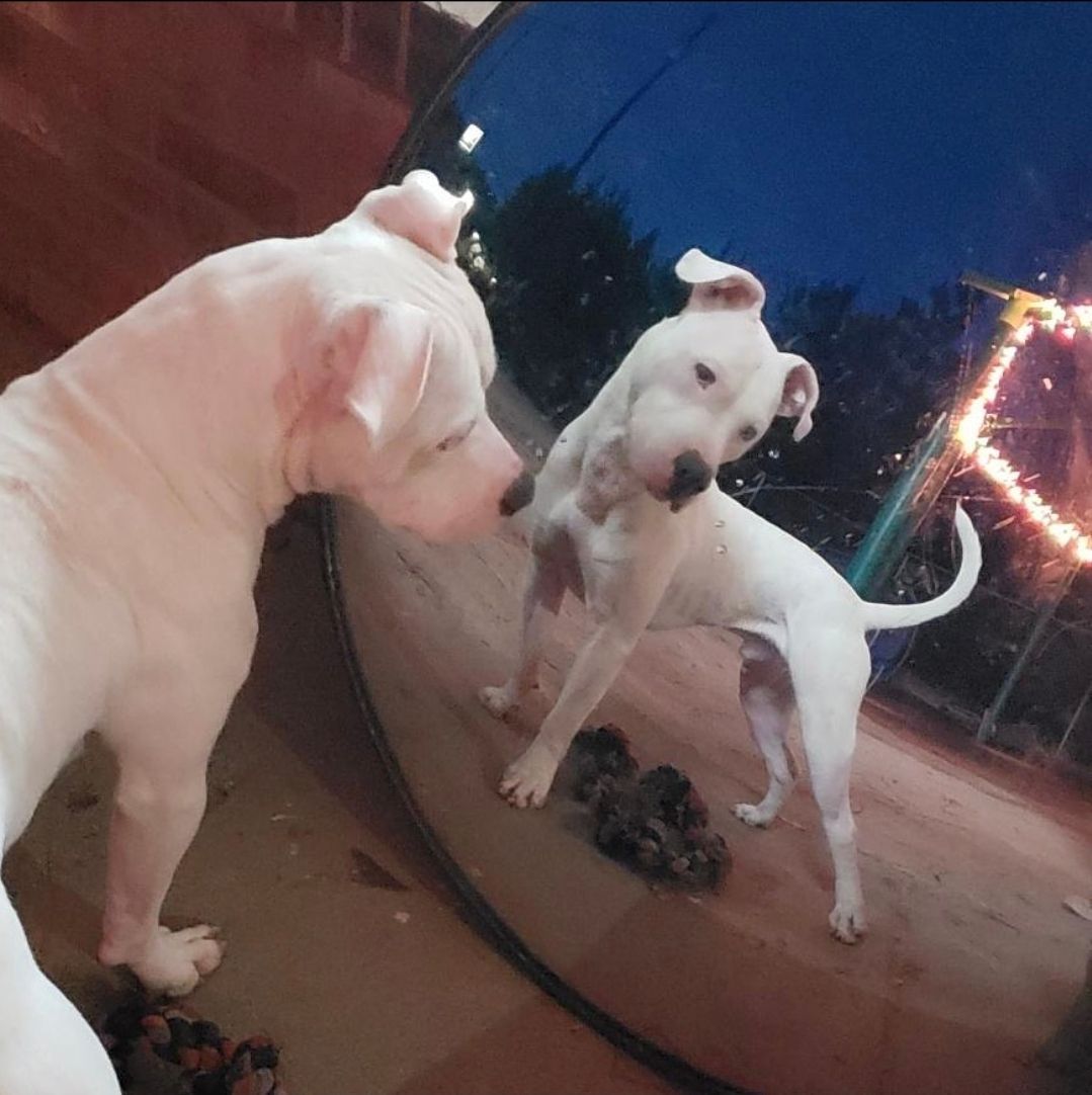 Two white dogs sniffing each other beside a reflective curved mirror at dusk