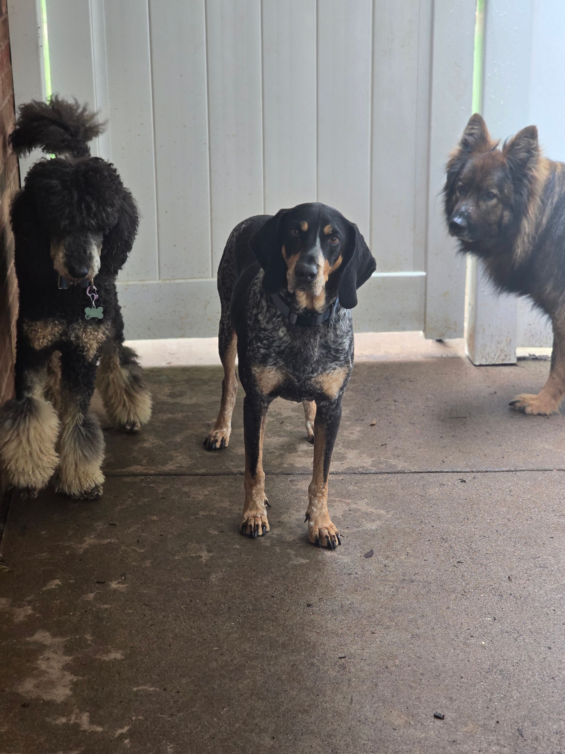 Three dogs standing on a porch, including a black-and-tan dog in the center.