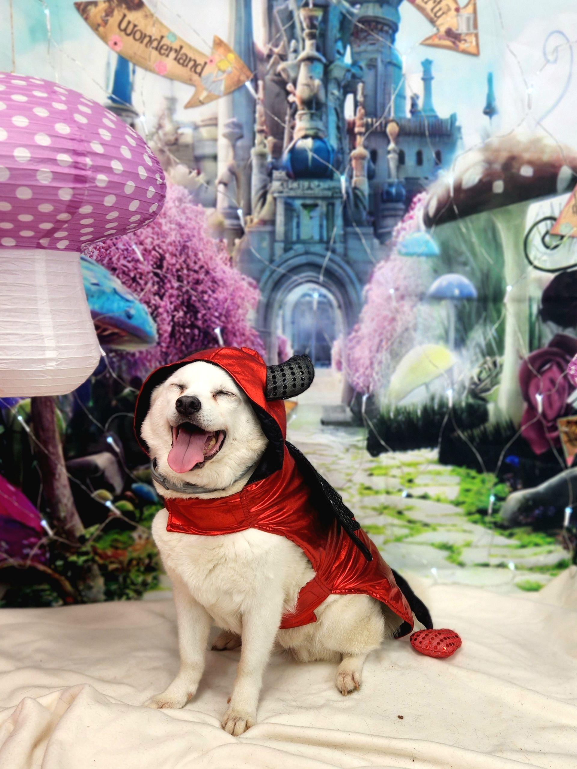 Dog in a red cape sitting on a path in a colorful fantasy garden with a castle in the background