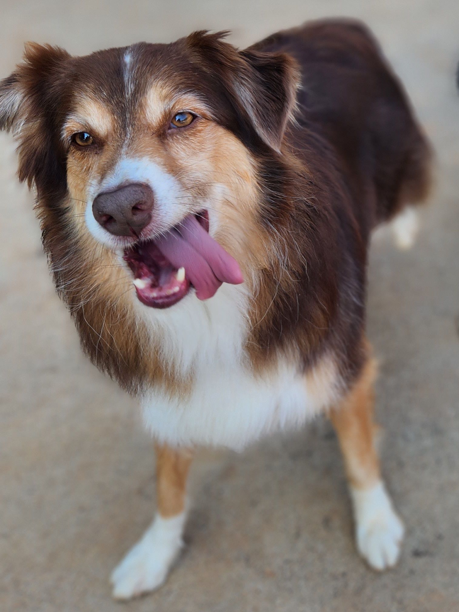 Dog panting on a beige surface, with tongue out and ears perked