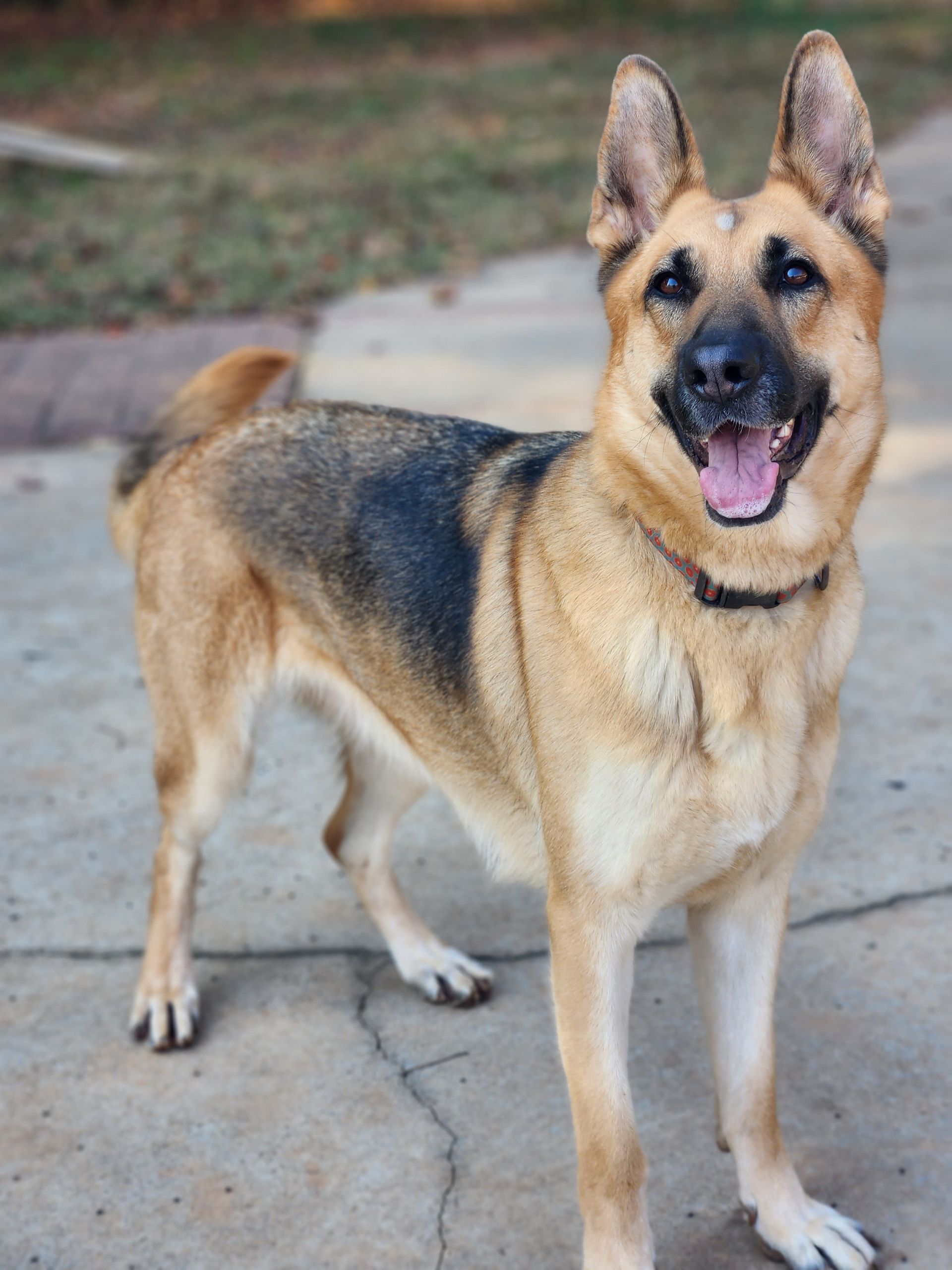 German Shepherd standing on a concrete path with mouth open and ears up, outdoors
