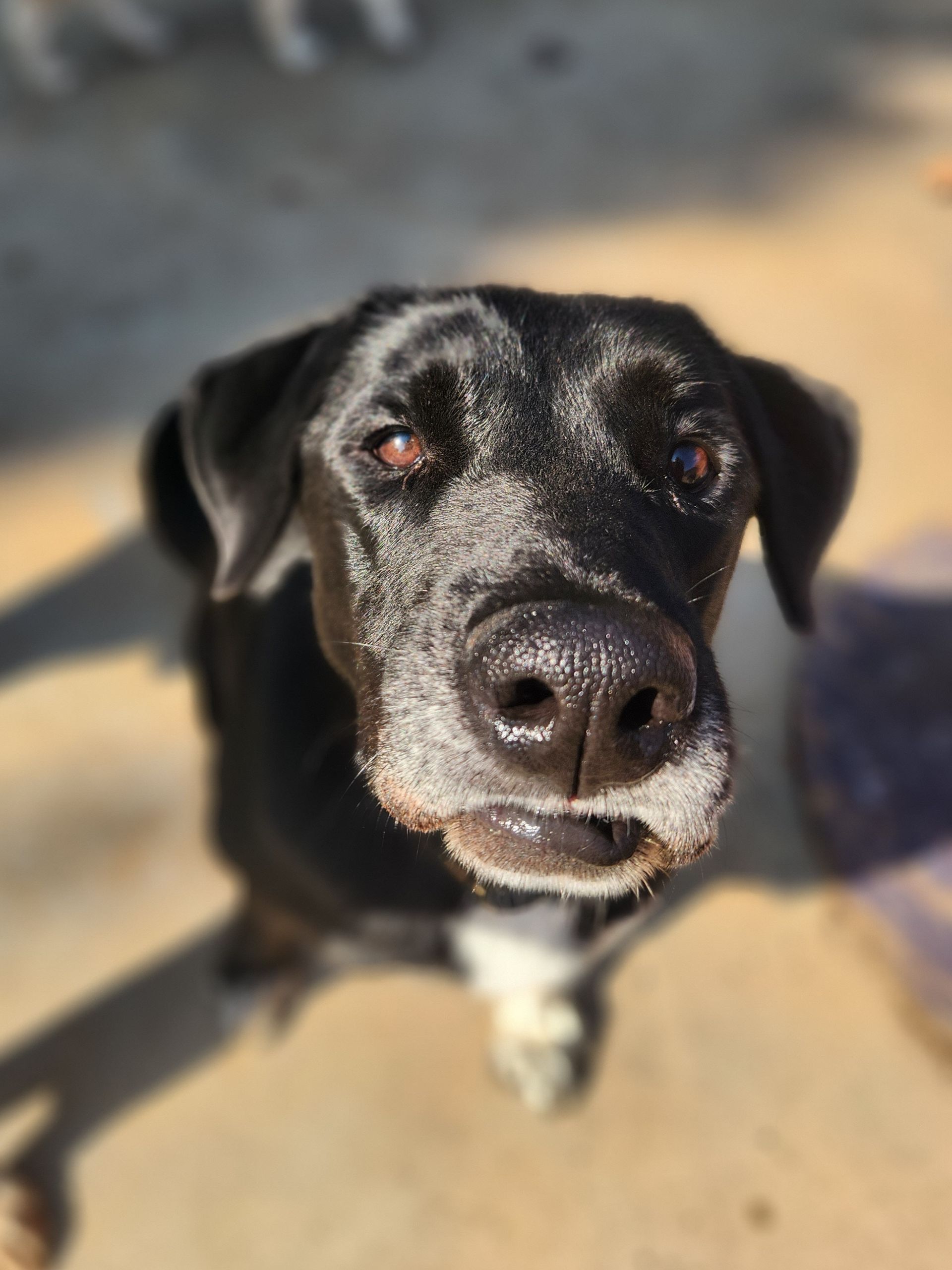 Black dog with a white chin looking up outdoors in sunlight