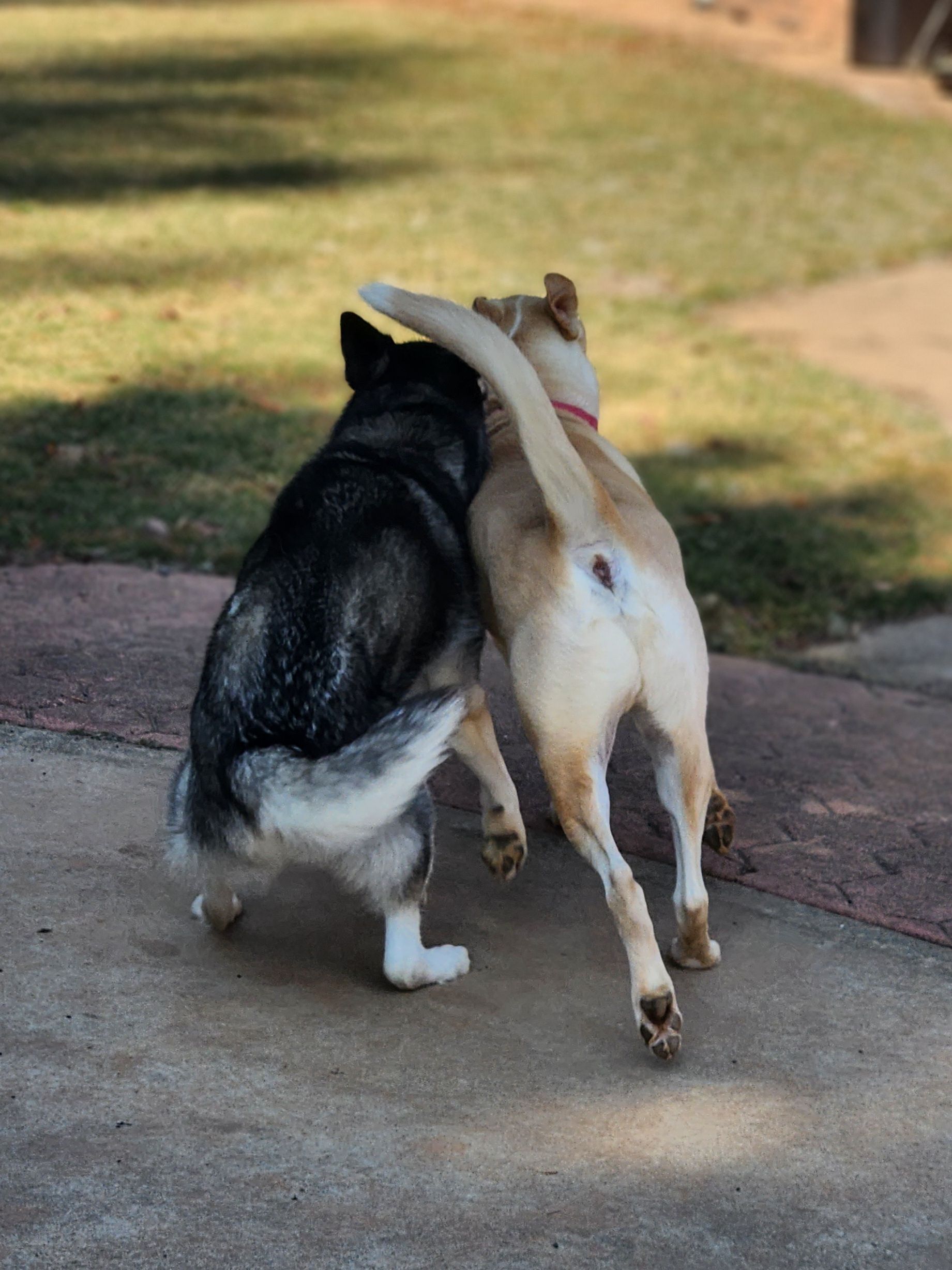 Two dogs, one black and white and one tan, walking together on a sidewalk with their paws linked