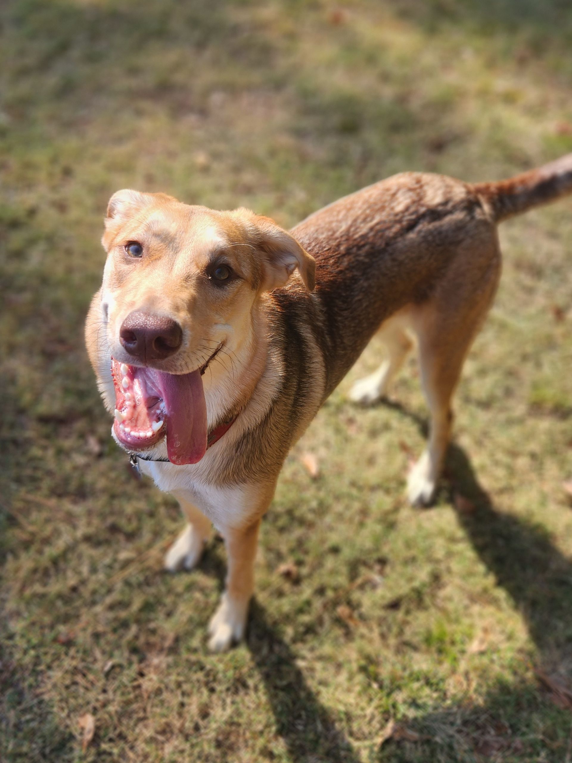 Tan dog standing on grass with mouth open and tongue out in sunlight