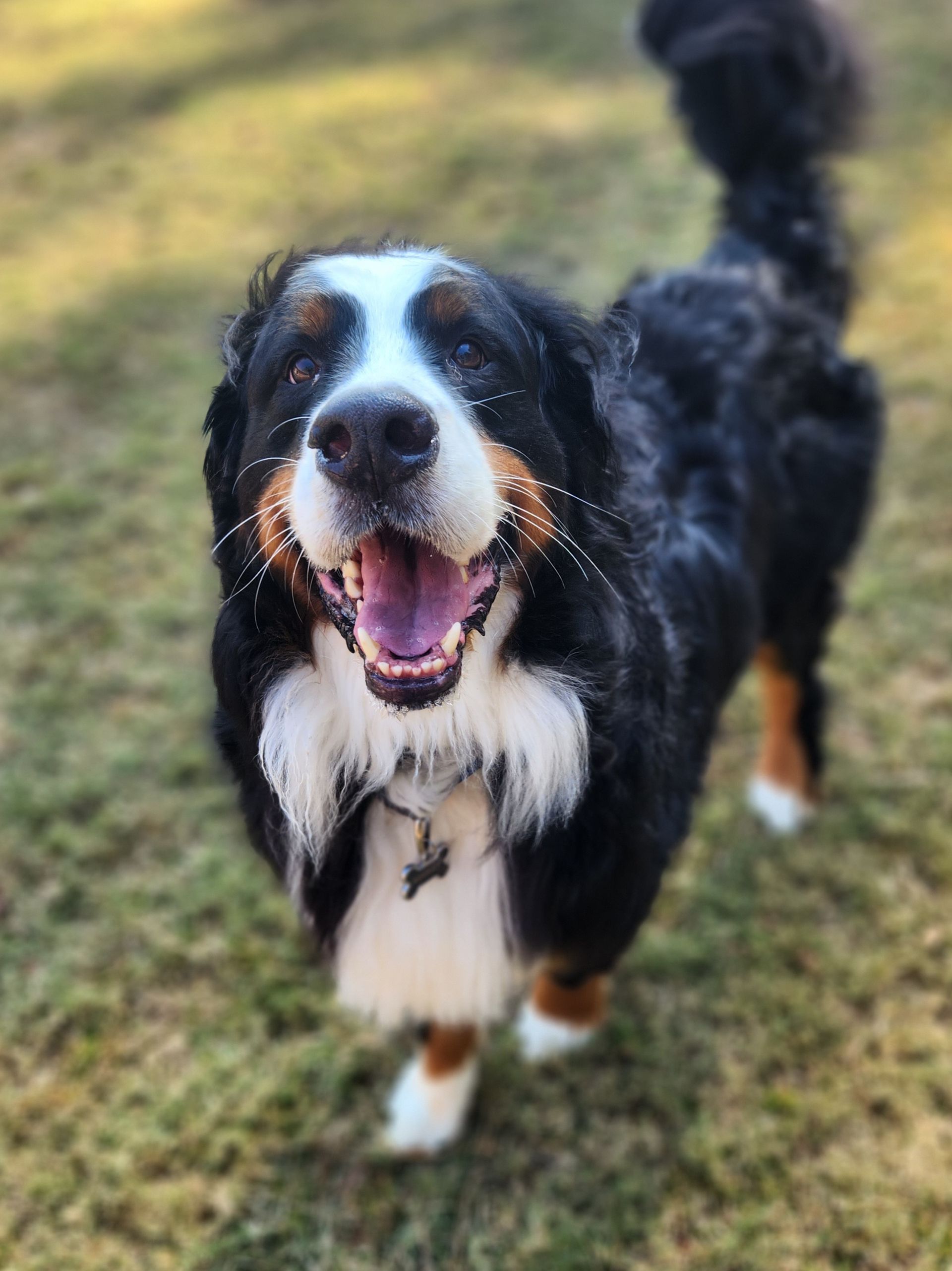 Black-and-white dog standing on grass, mouth open and tail up, looking at the camera
