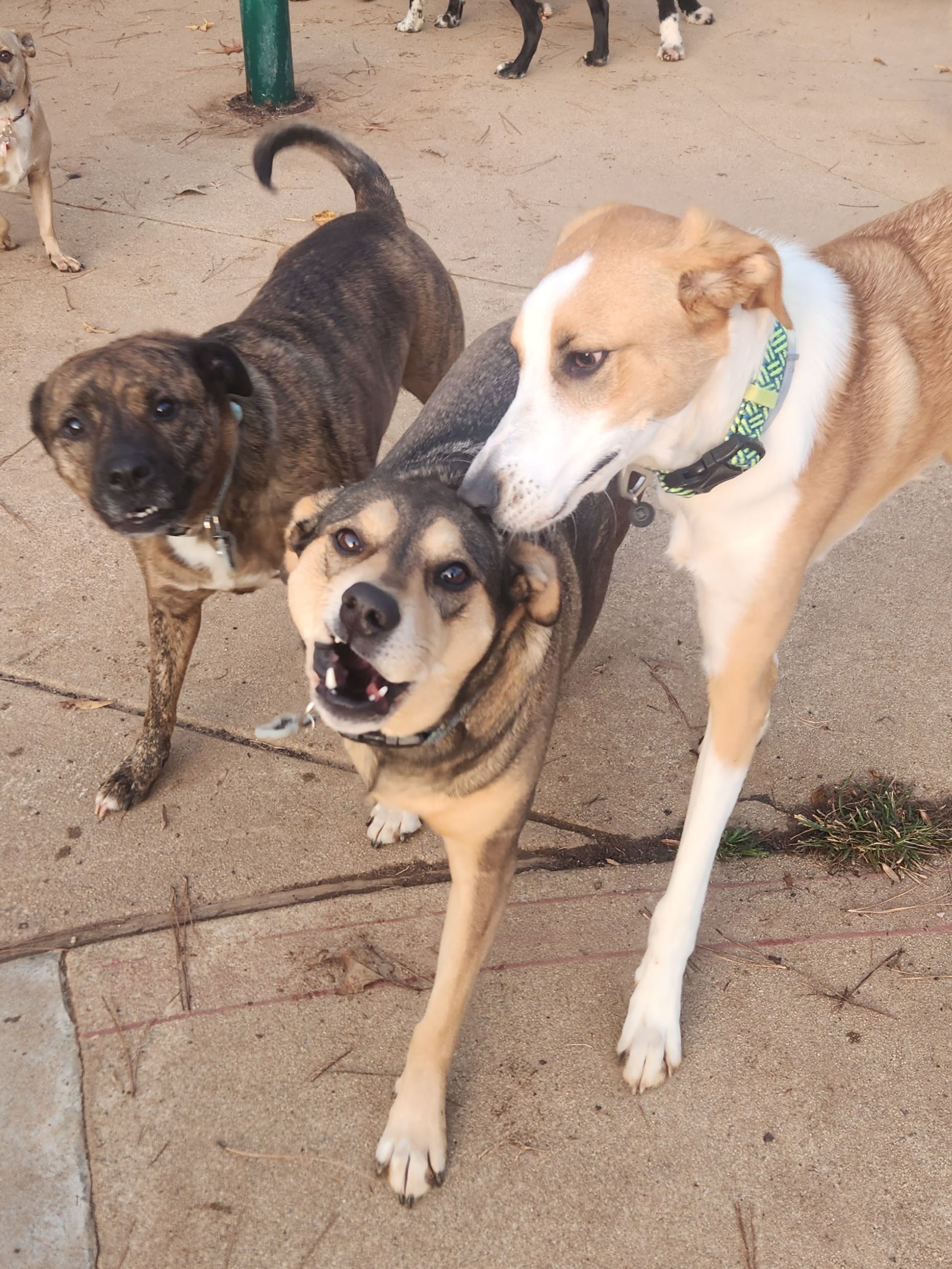 Three dogs on a paved path, two brindle and one tan with a white face, standing close together
