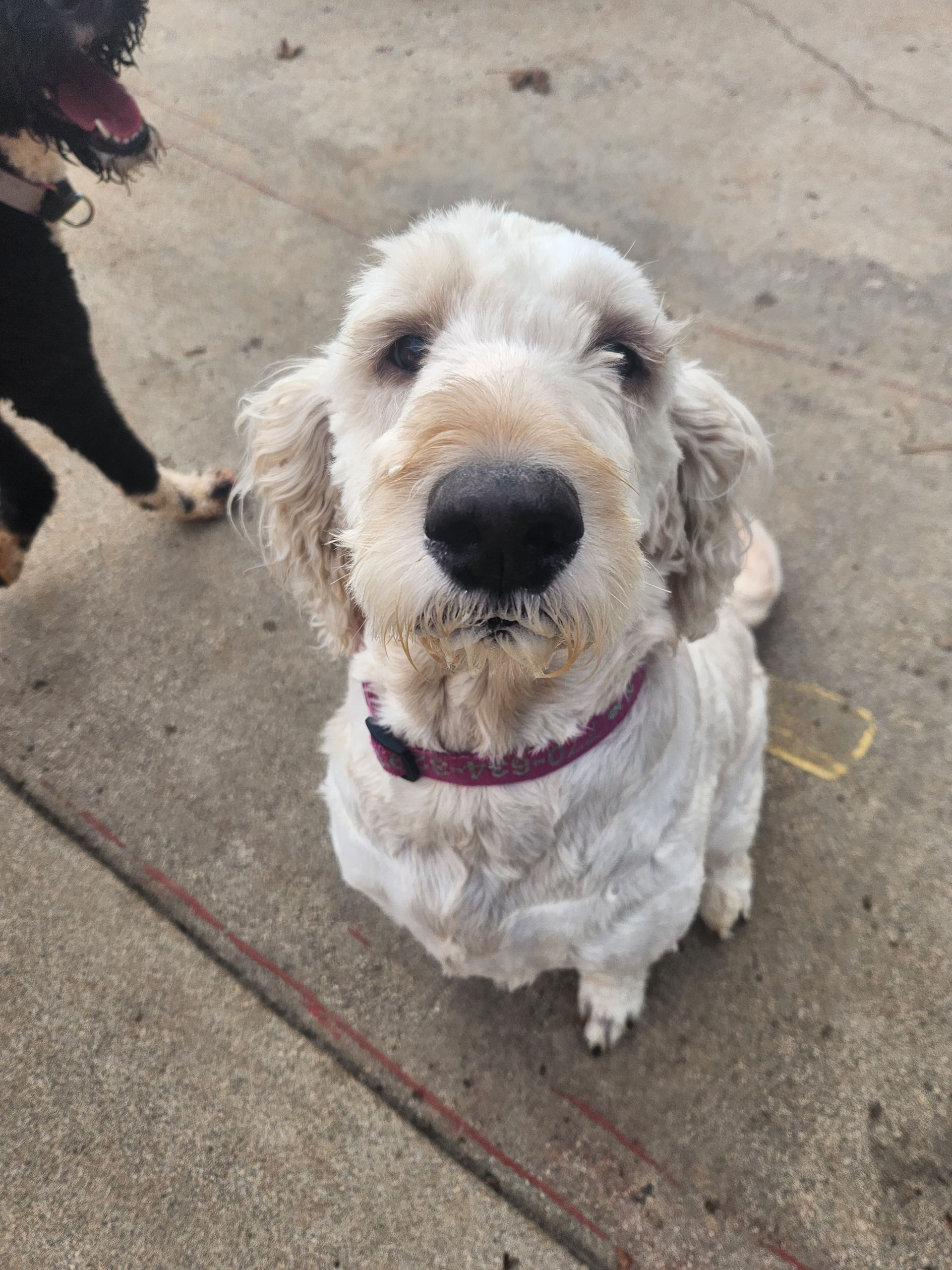 Cream-colored dog with a purple collar sitting on pavement, looking up at the camera