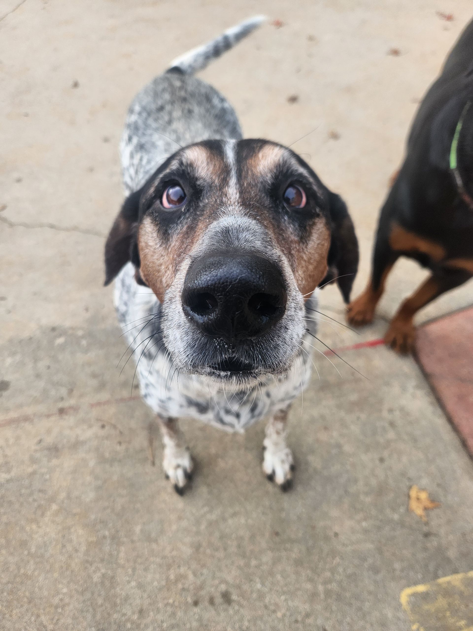 Curious black-and-white dog with droopy eyes looking up on a concrete floor