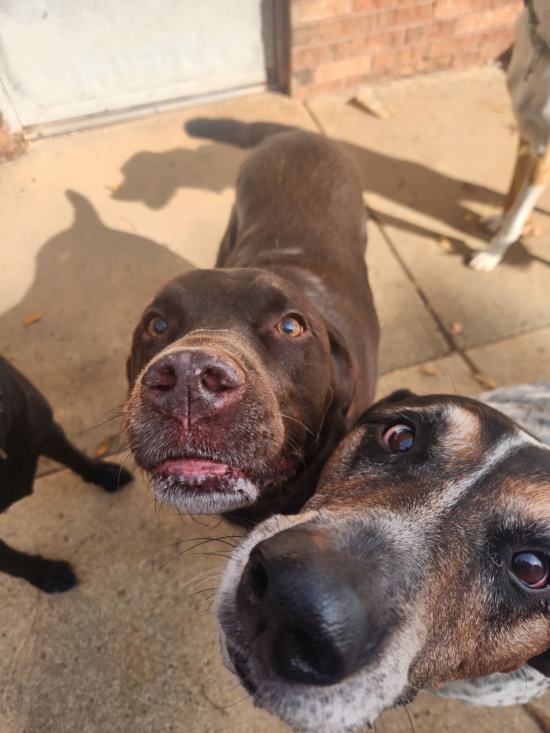 Two dogs looking up at the camera, one black and one brown-and-white, in a sunny outdoor patio