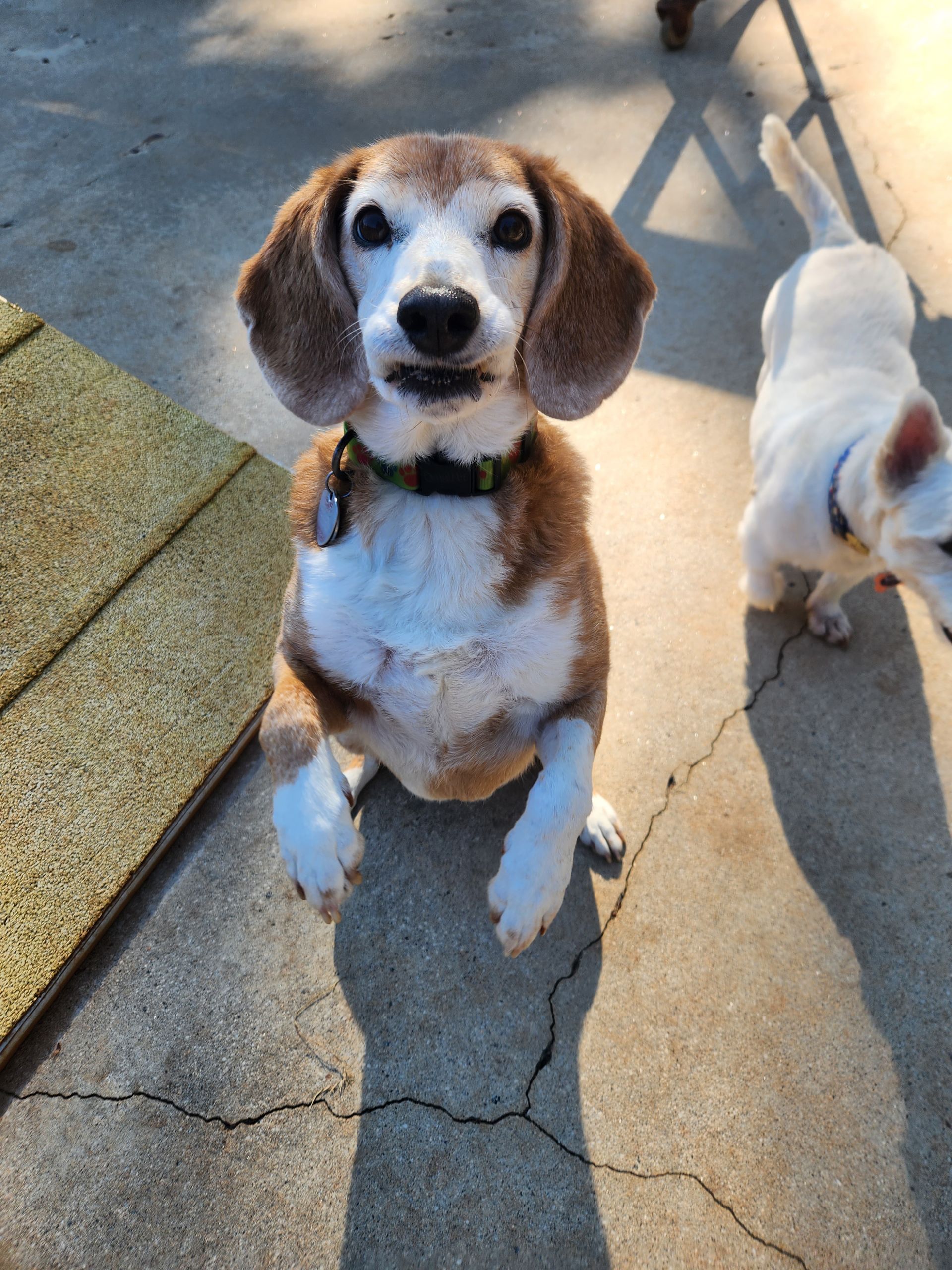 Brown-and-white beagle sitting on a sunlit patio, looking up at the camera, with another white dog nearby