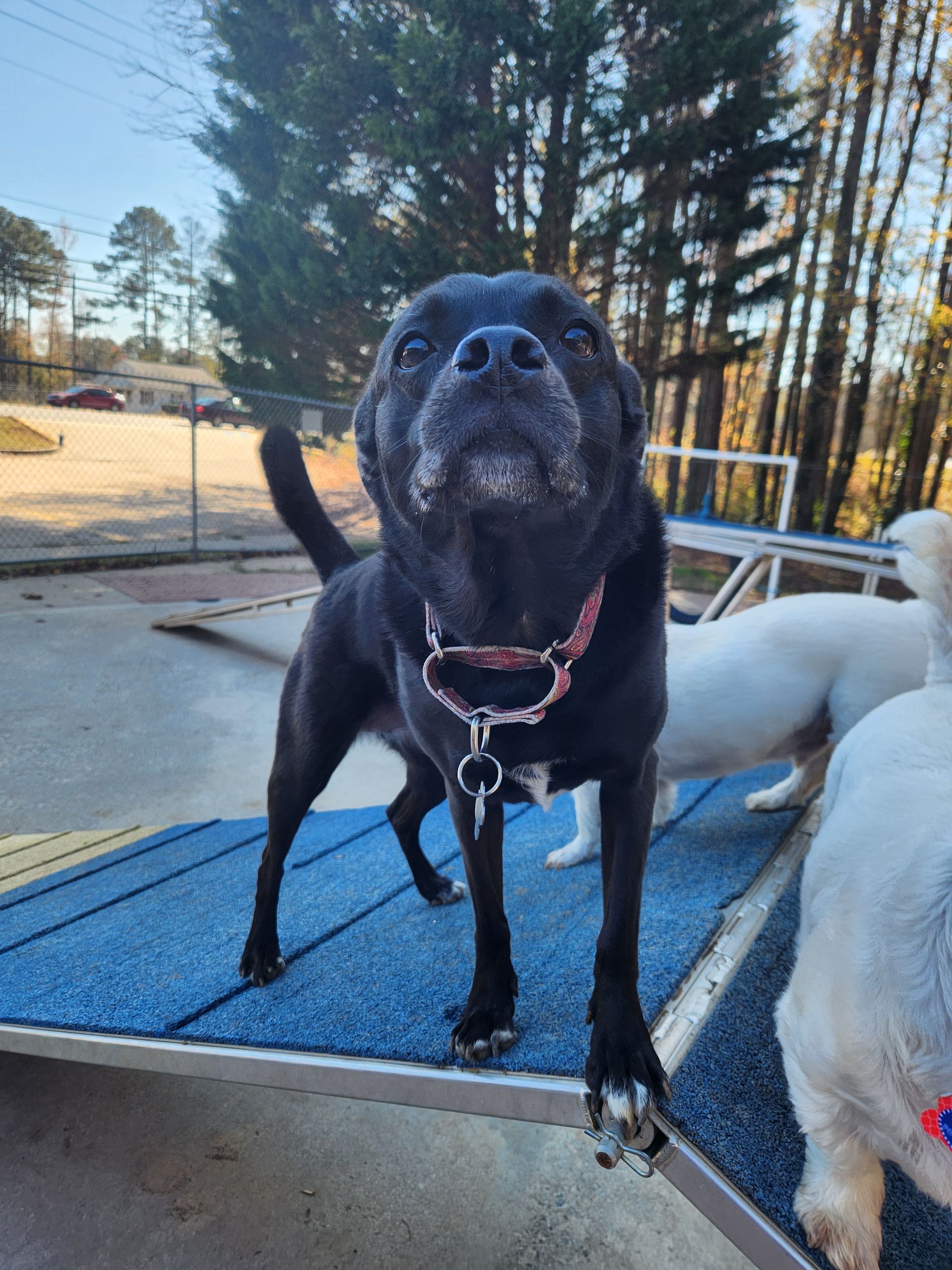 Black dog standing on a blue ramp outdoors, with a white dog partly visible beside it