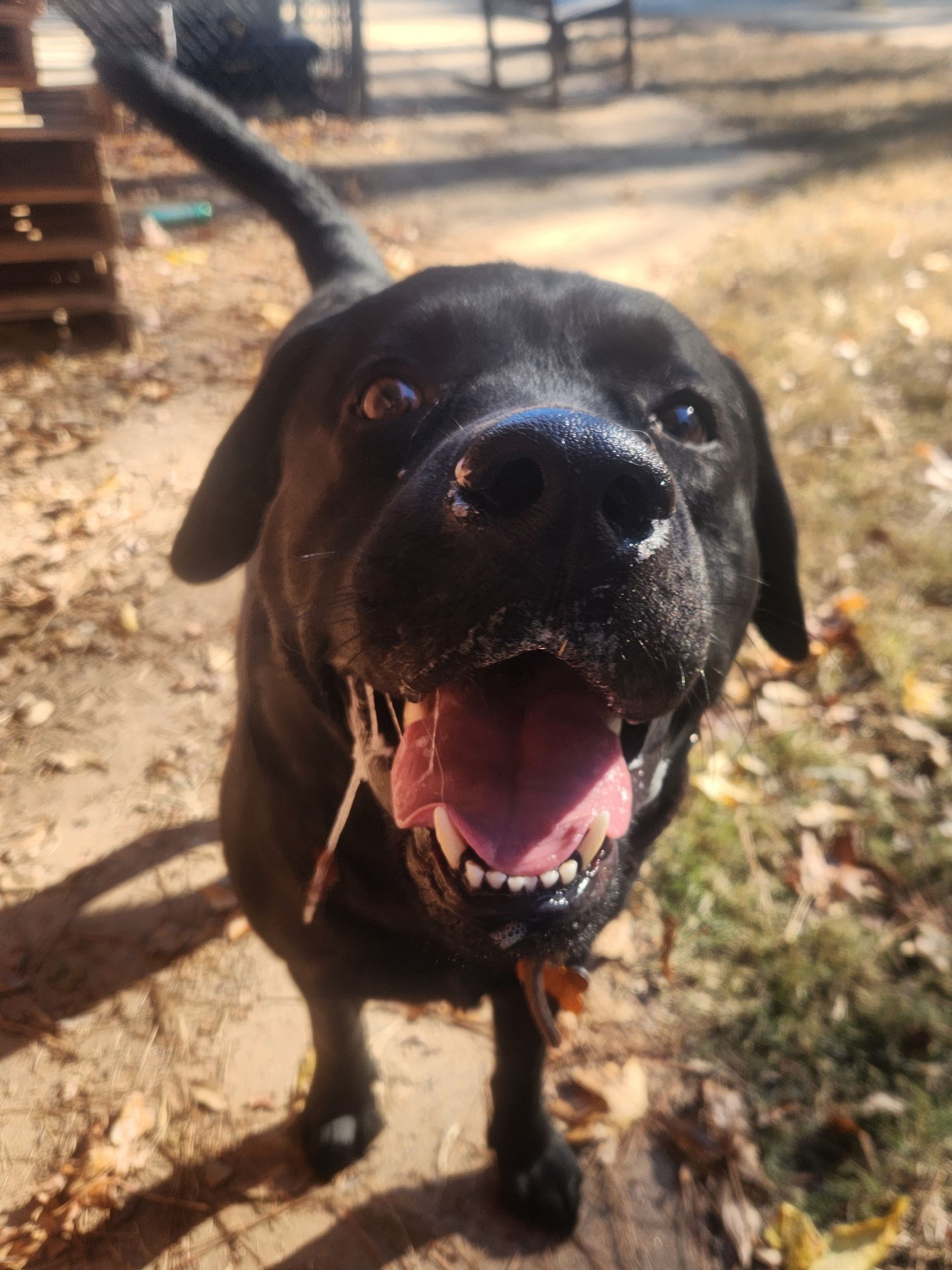 Black dog with mouth open, standing outdoors on a sunny dirt path