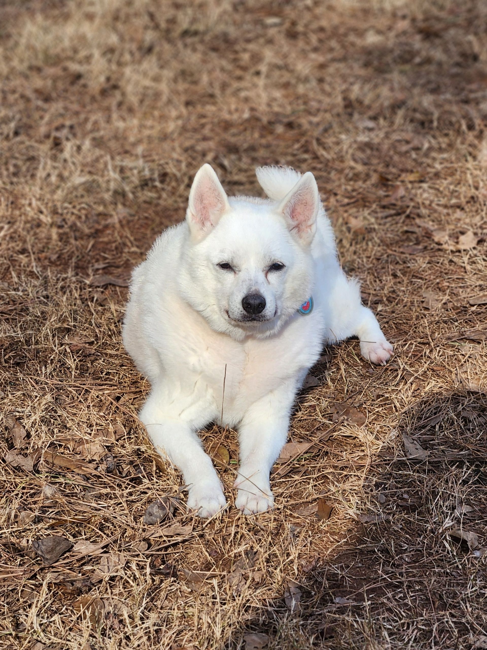 White dog lying on dry grass, facing the camera with ears perked up