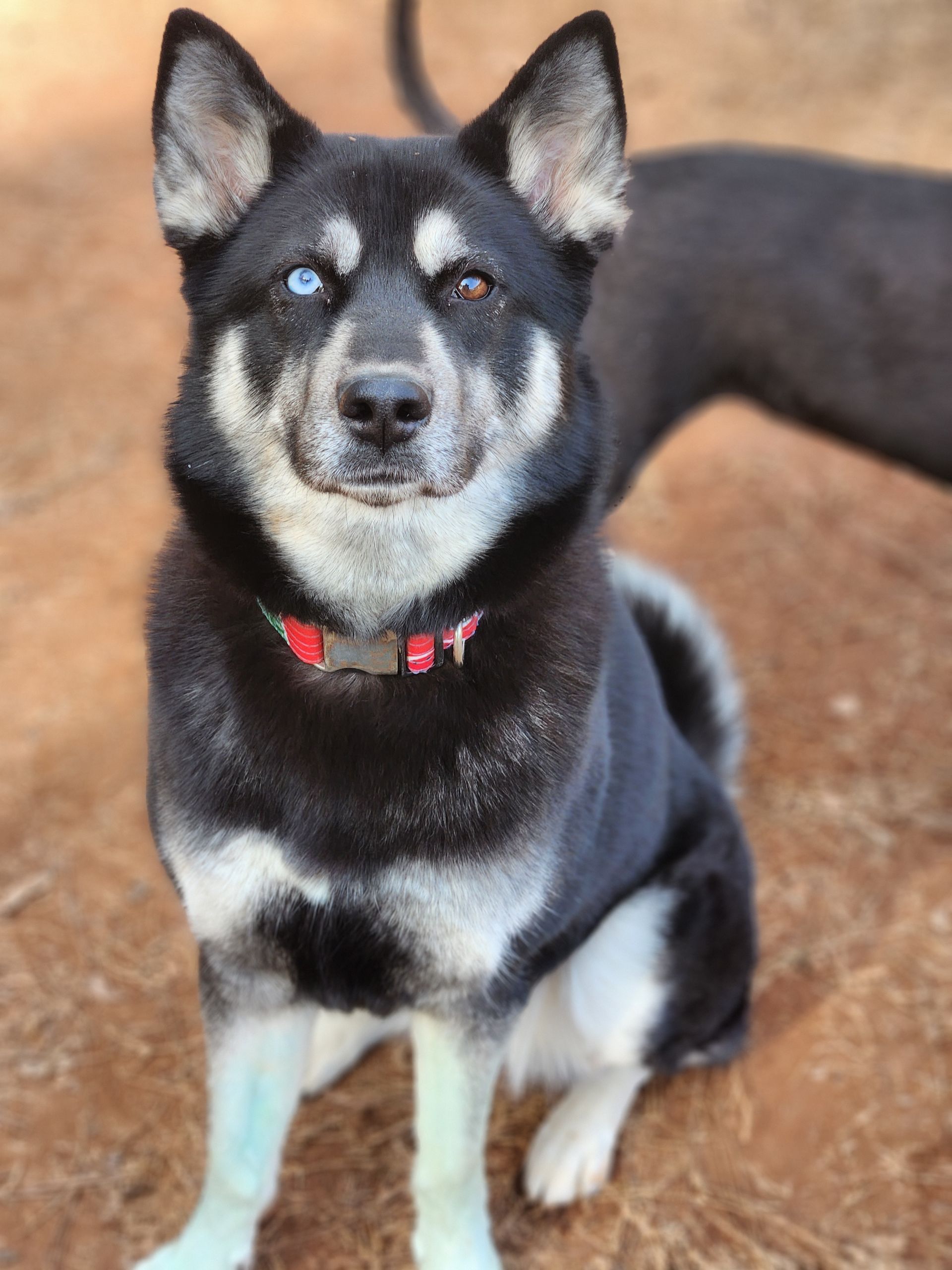 Black-and-tan dog sitting on a dirt path, wearing a red collar and looking at the camera
