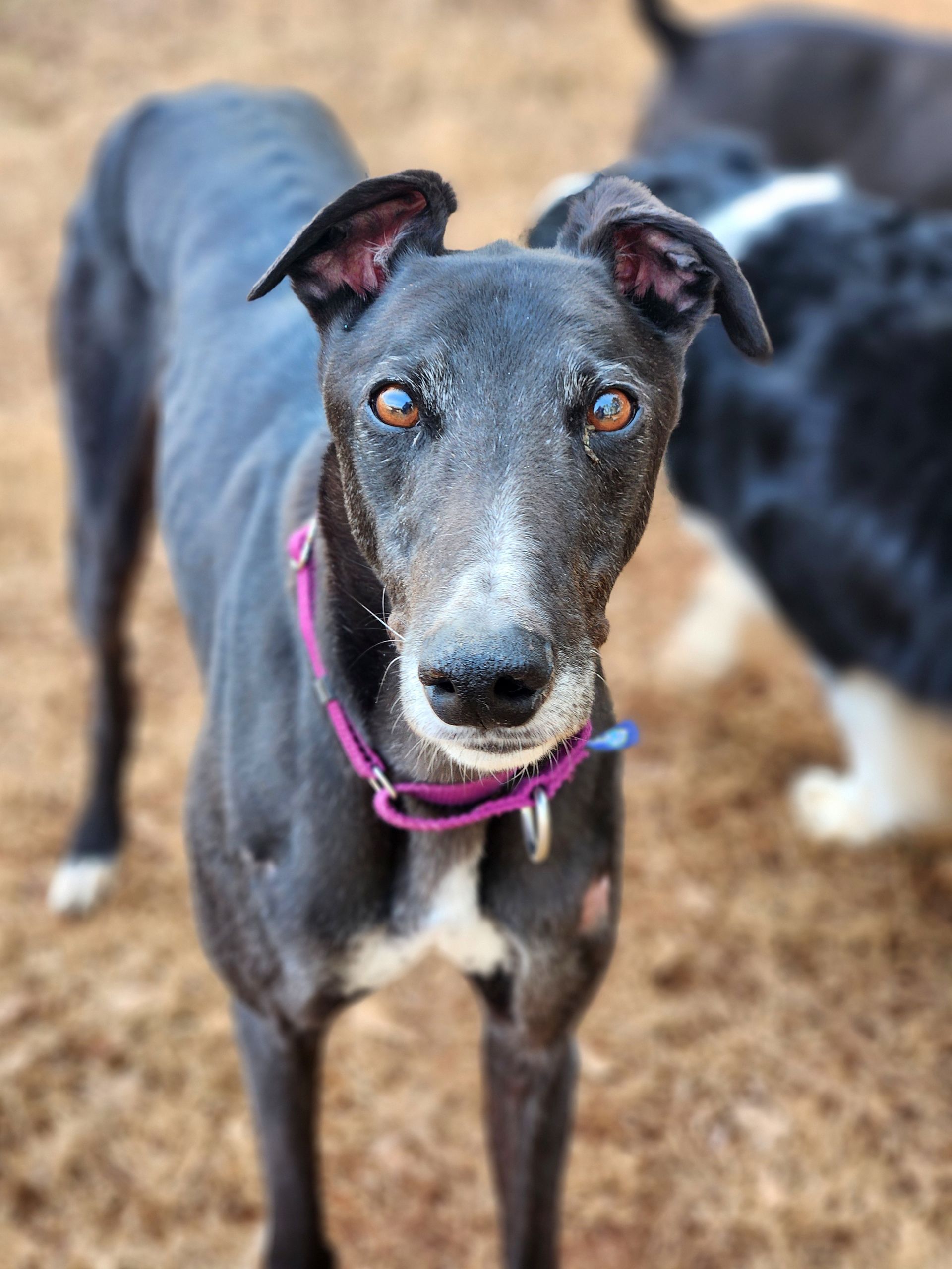 Black greyhound with a pink collar standing outdoors, looking at the camera