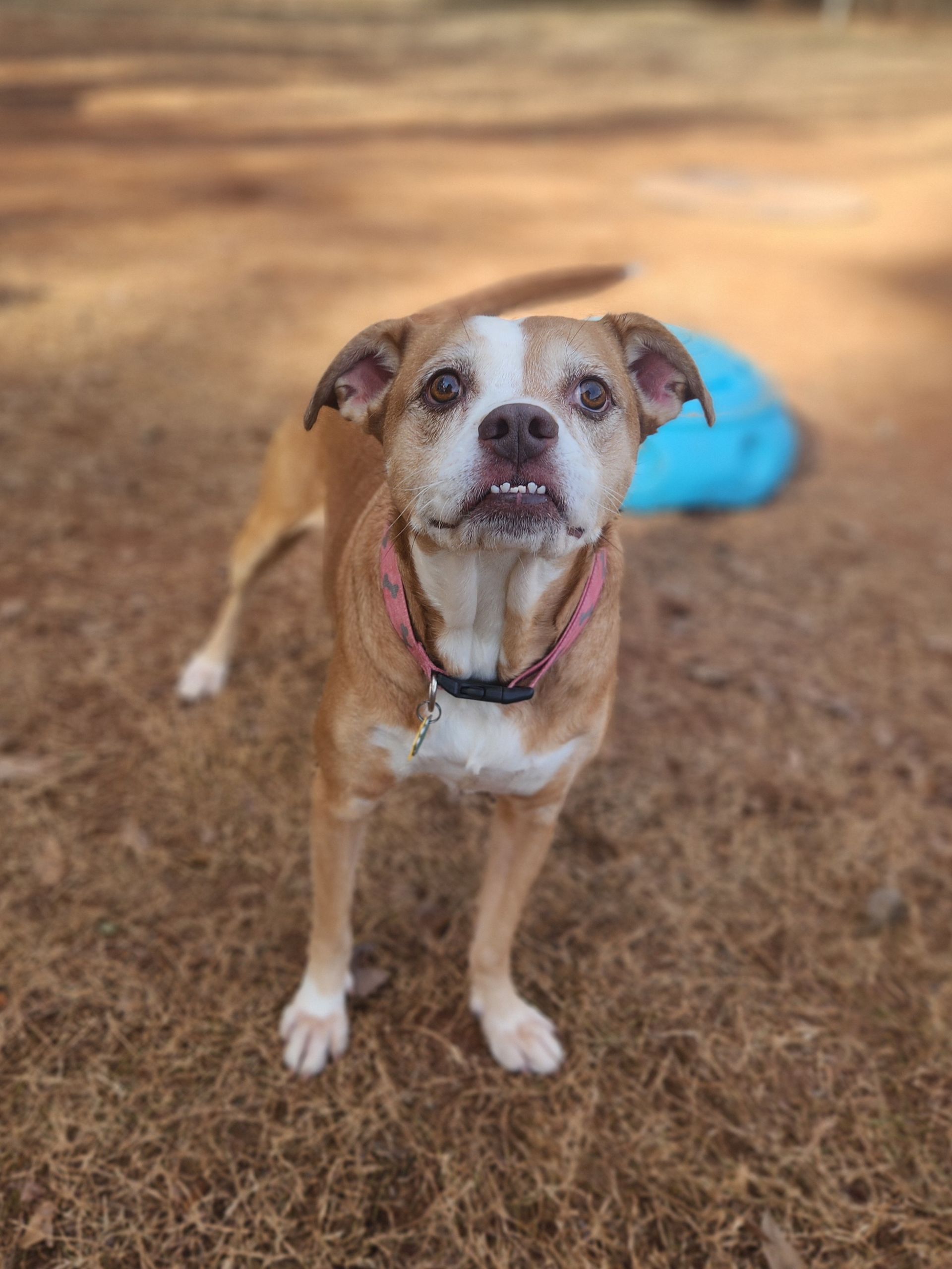 Tan-and-white dog standing on dry grass with a blue bed in the background