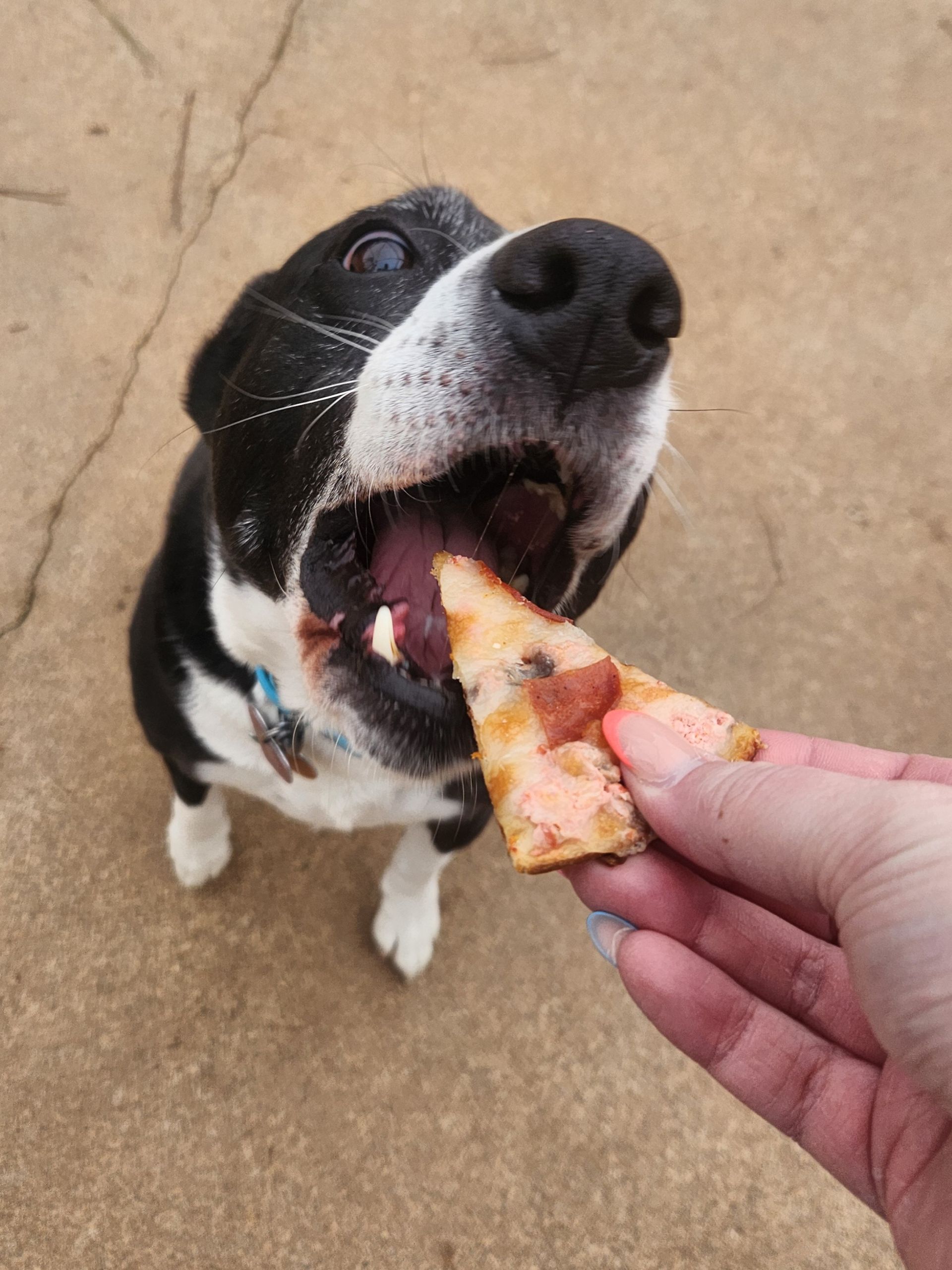 Black-and-white dog eagerly taking a treat from a hand on a concrete surface