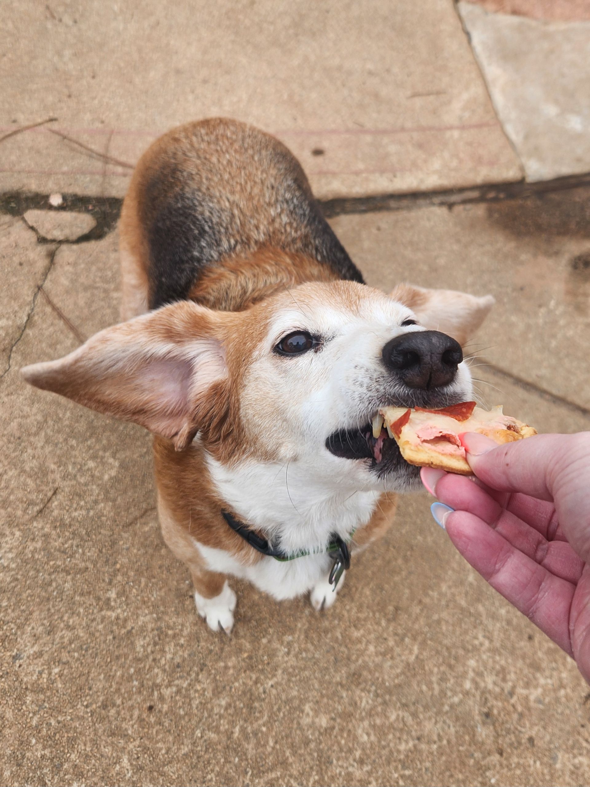 Tan-and-white dog eagerly taking a treat from a hand on a concrete patio