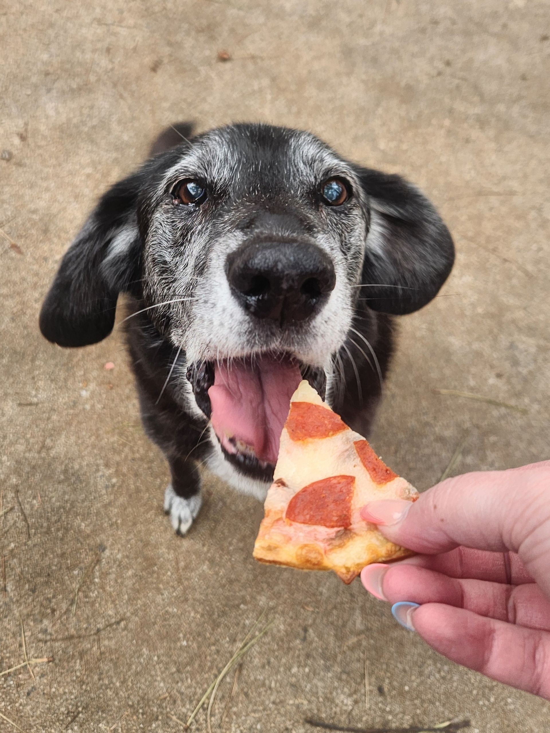 Black-and-white dog with tongue out, being given a pizza slice on a concrete floor