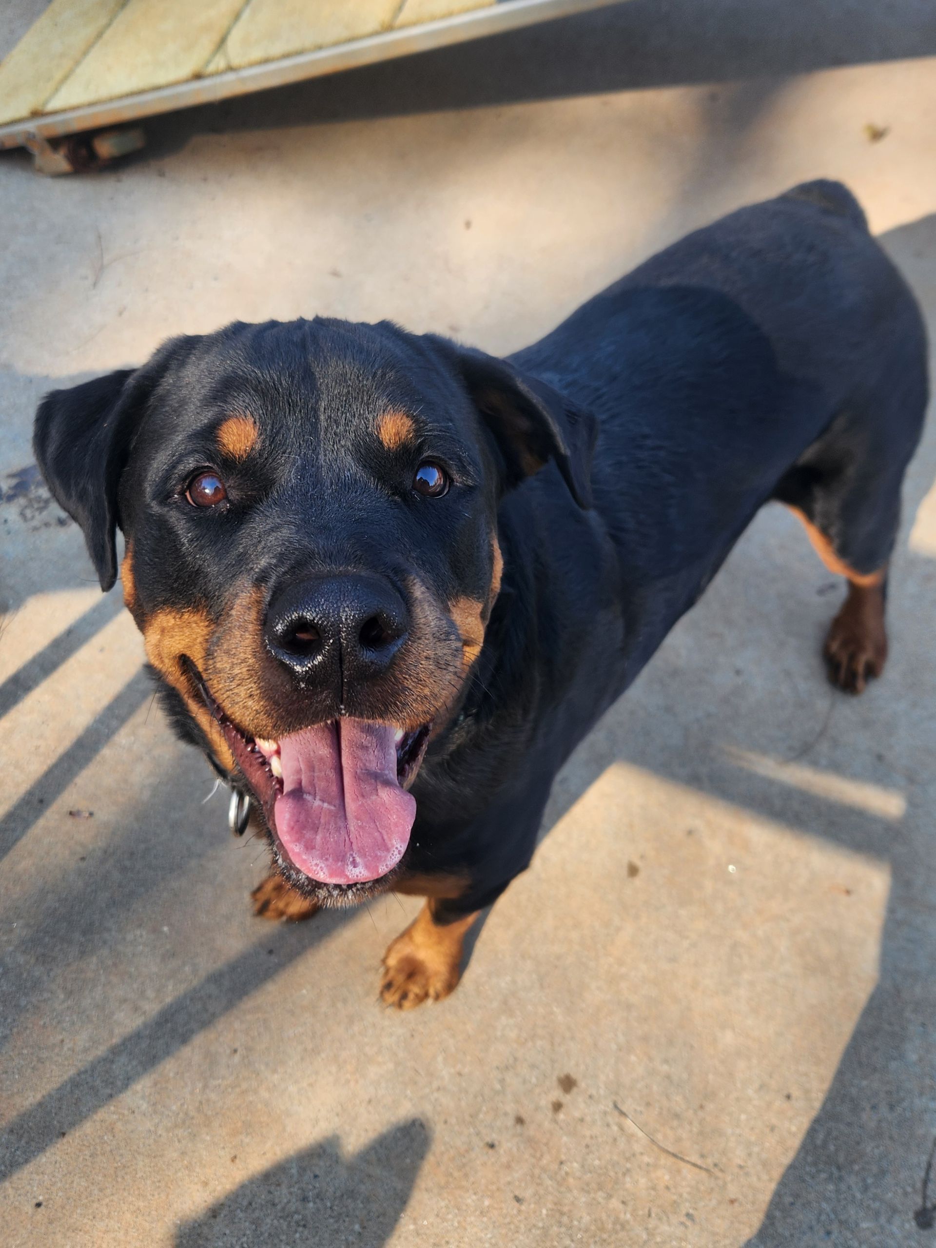 Black and tan Rottweiler standing on a concrete floor, panting with tongue out