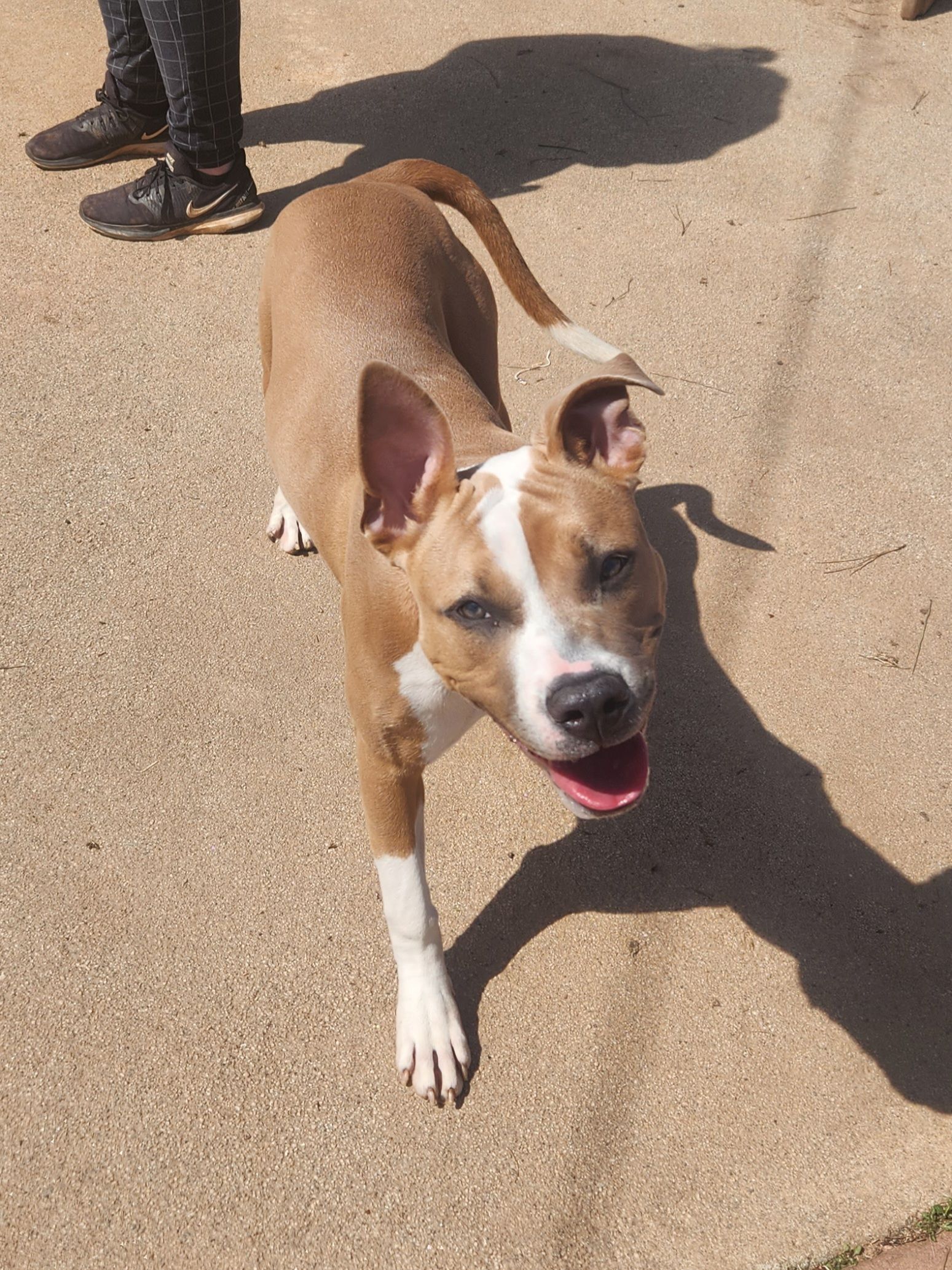Brown and white dog walking on a sunlit pavement, tongue out, with a person’s legs partly visible