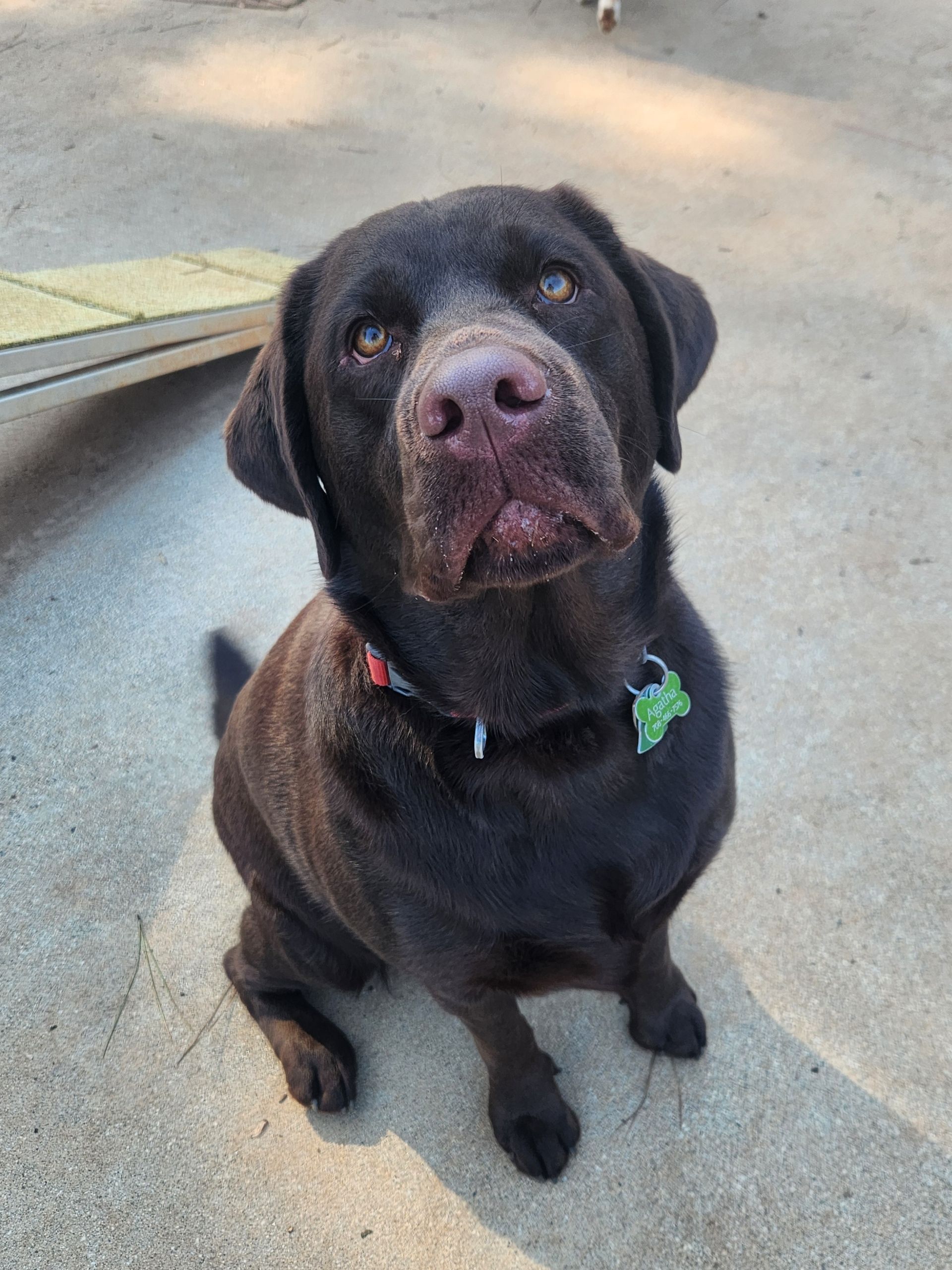 Black Labrador sitting on a concrete patio, looking up with a red collar on