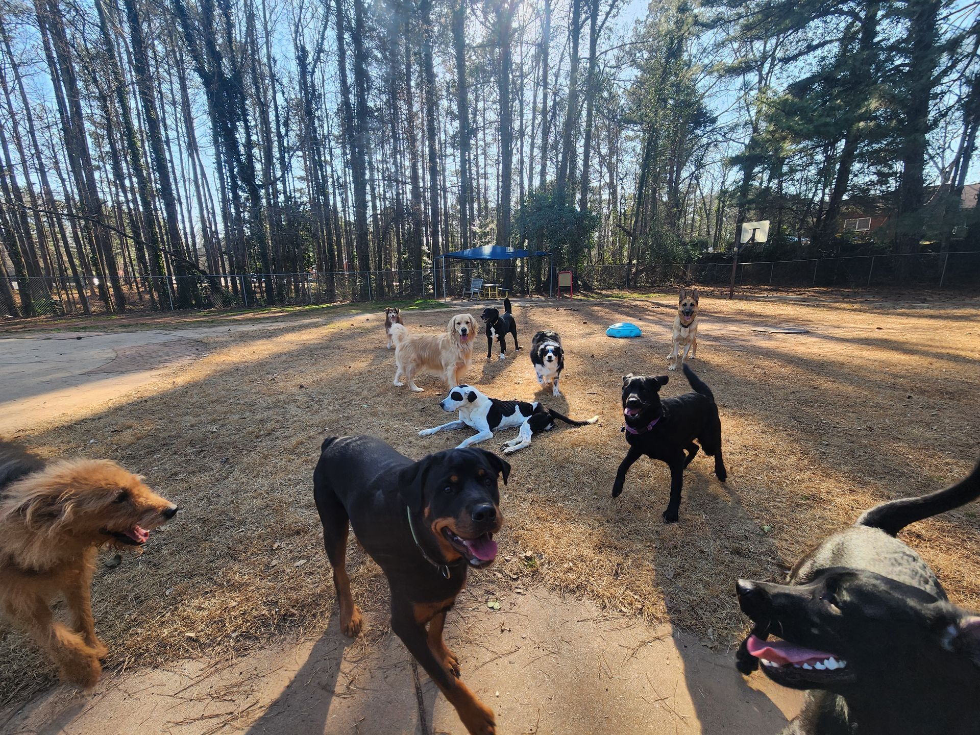 Several dogs running together in a wooded park on a sunny day