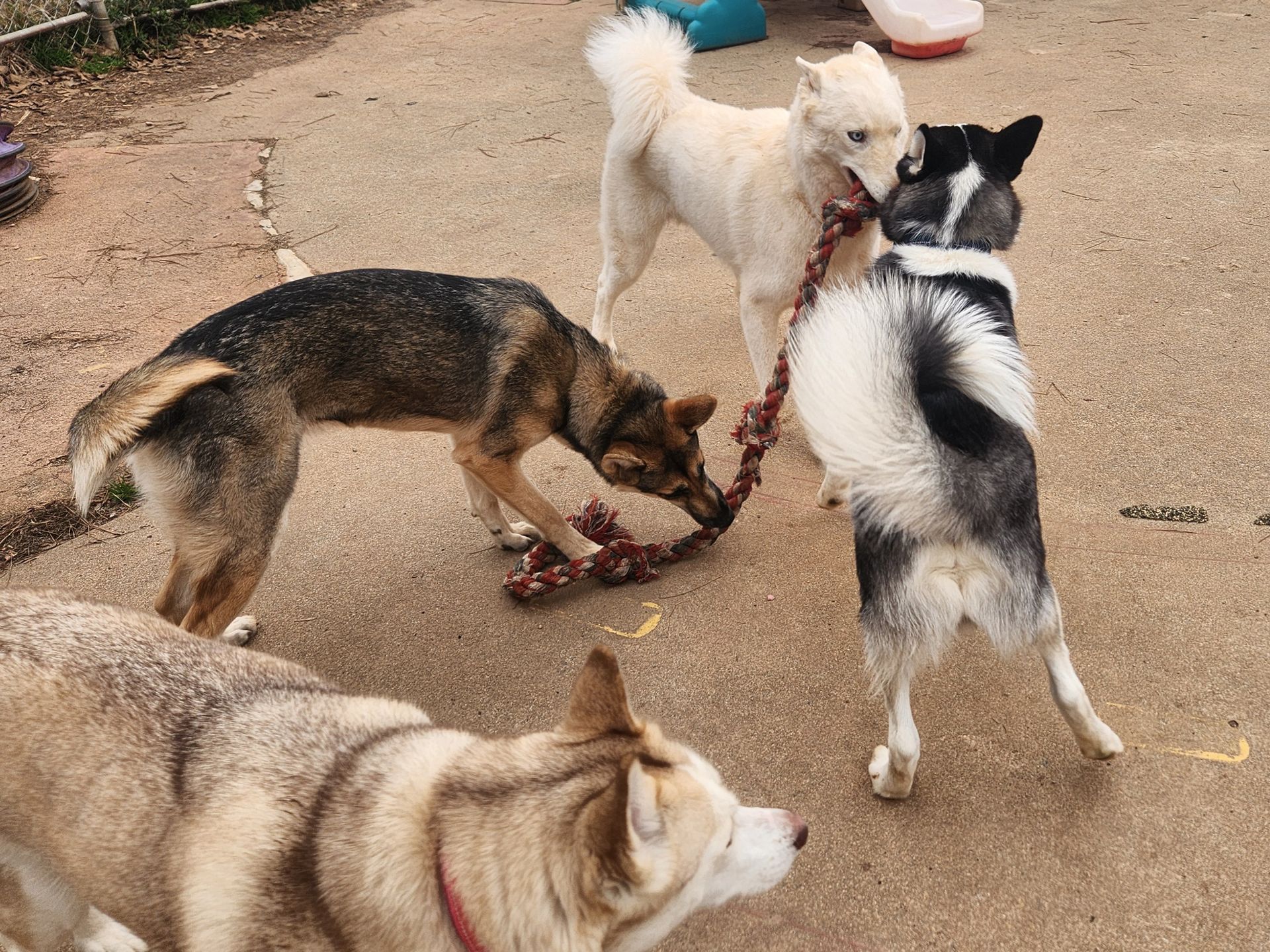 Three dogs play tug-of-war on a dirt path, including a white fluffy dog and a black-and-white dog