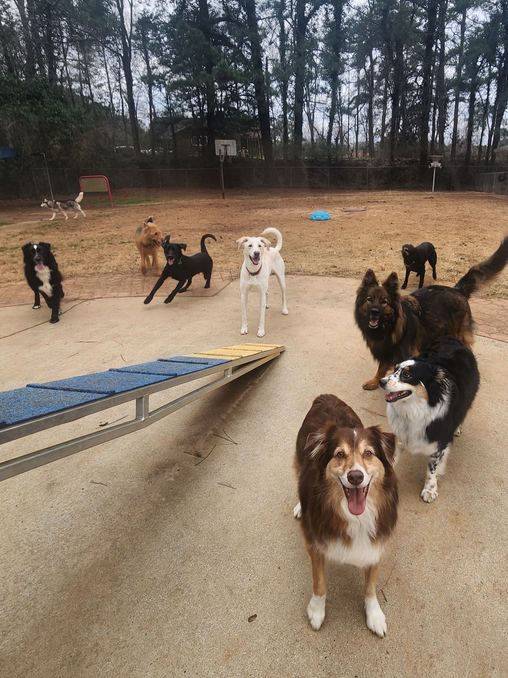 Several dogs standing and walking on a dirt yard near a concrete ramp, with trees in the background