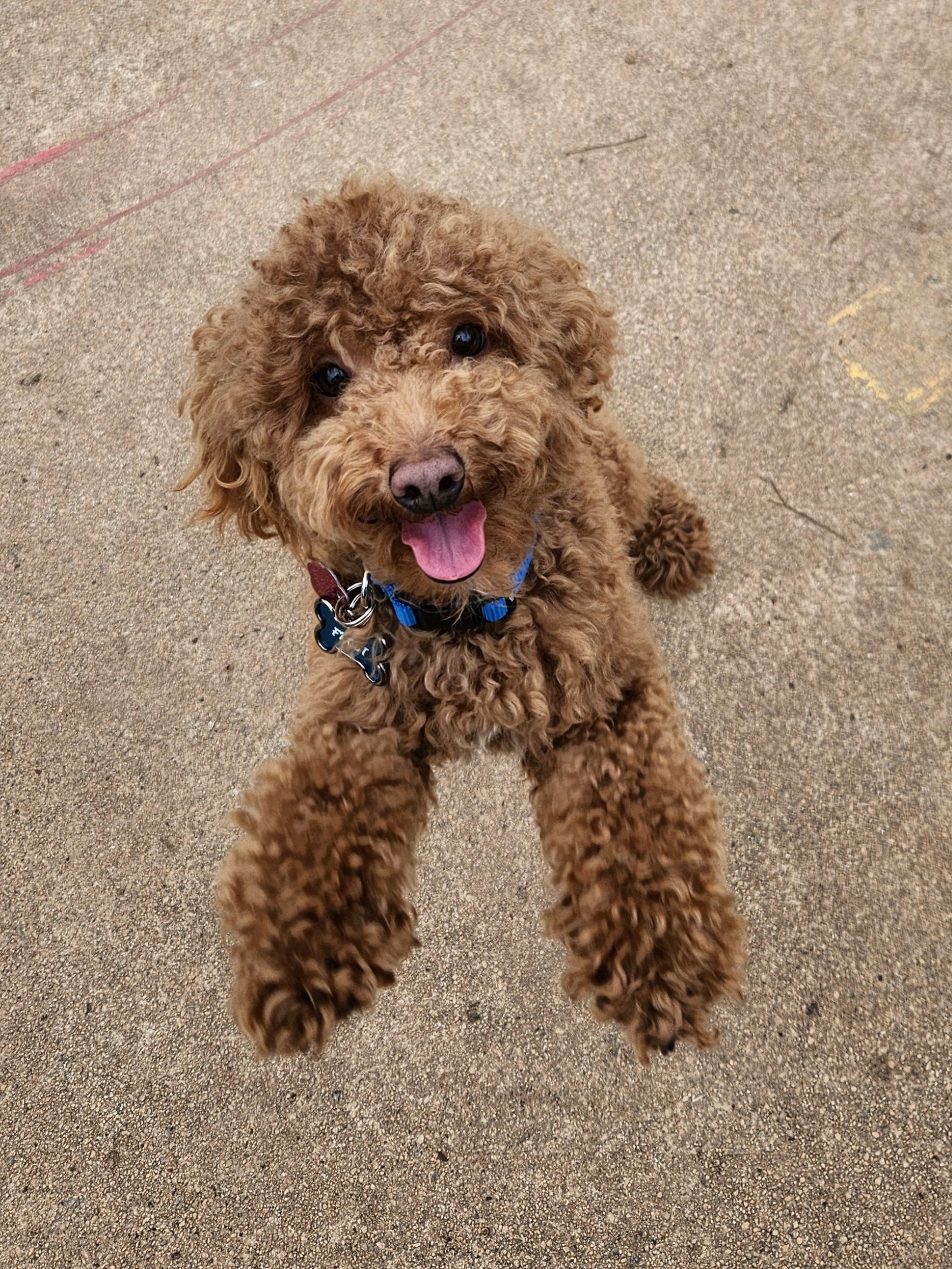 Small brown curly-haired dog sitting on pavement, panting with tongue out, wearing a blue collar