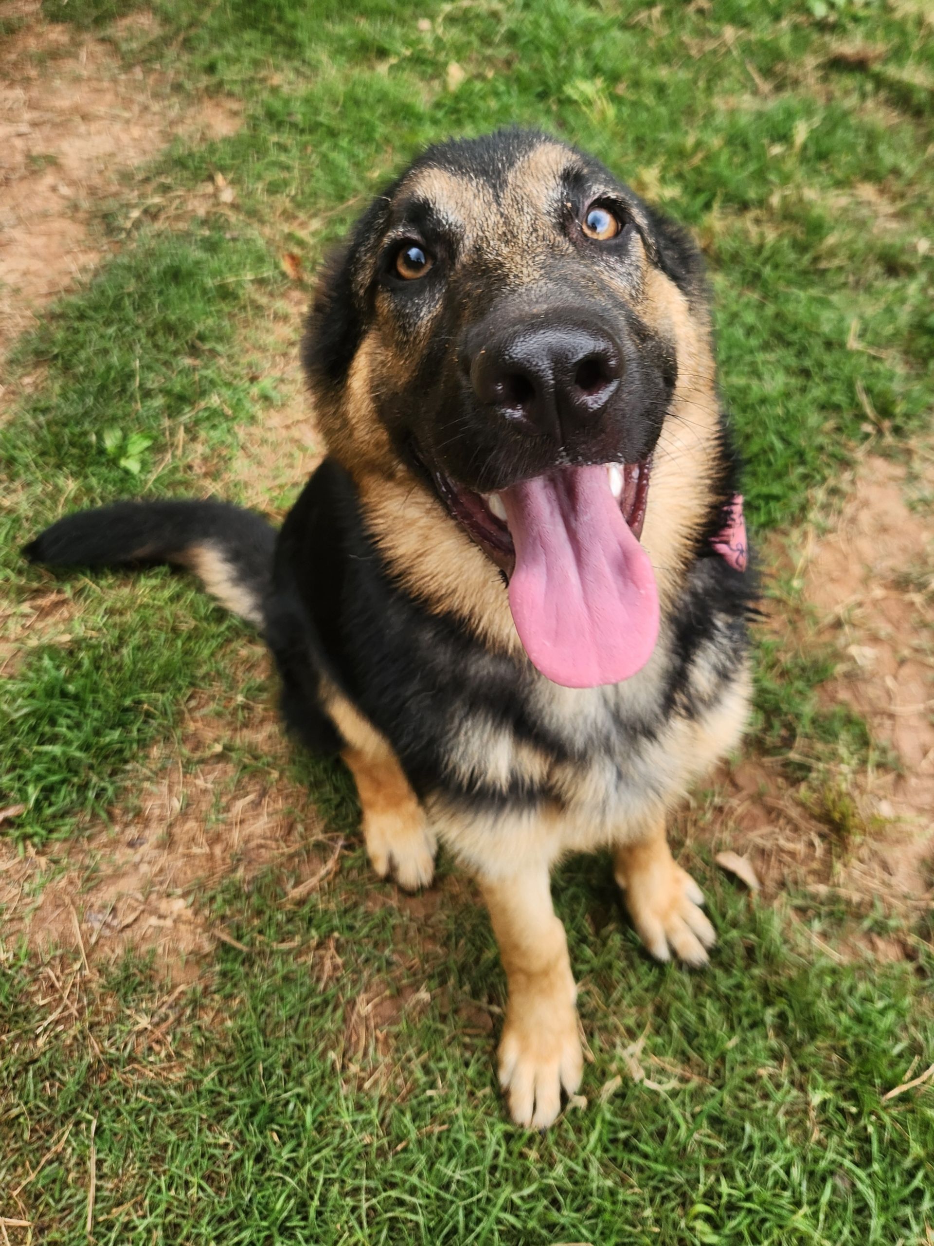 Black and tan dog sitting on grass with tongue out, looking up at the camera