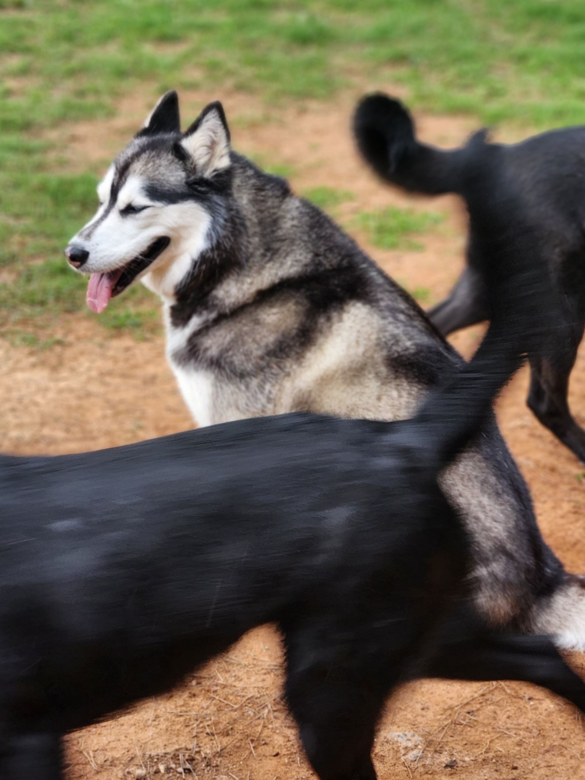 Two black dogs and a gray-and-white husky running on dirt outdoors