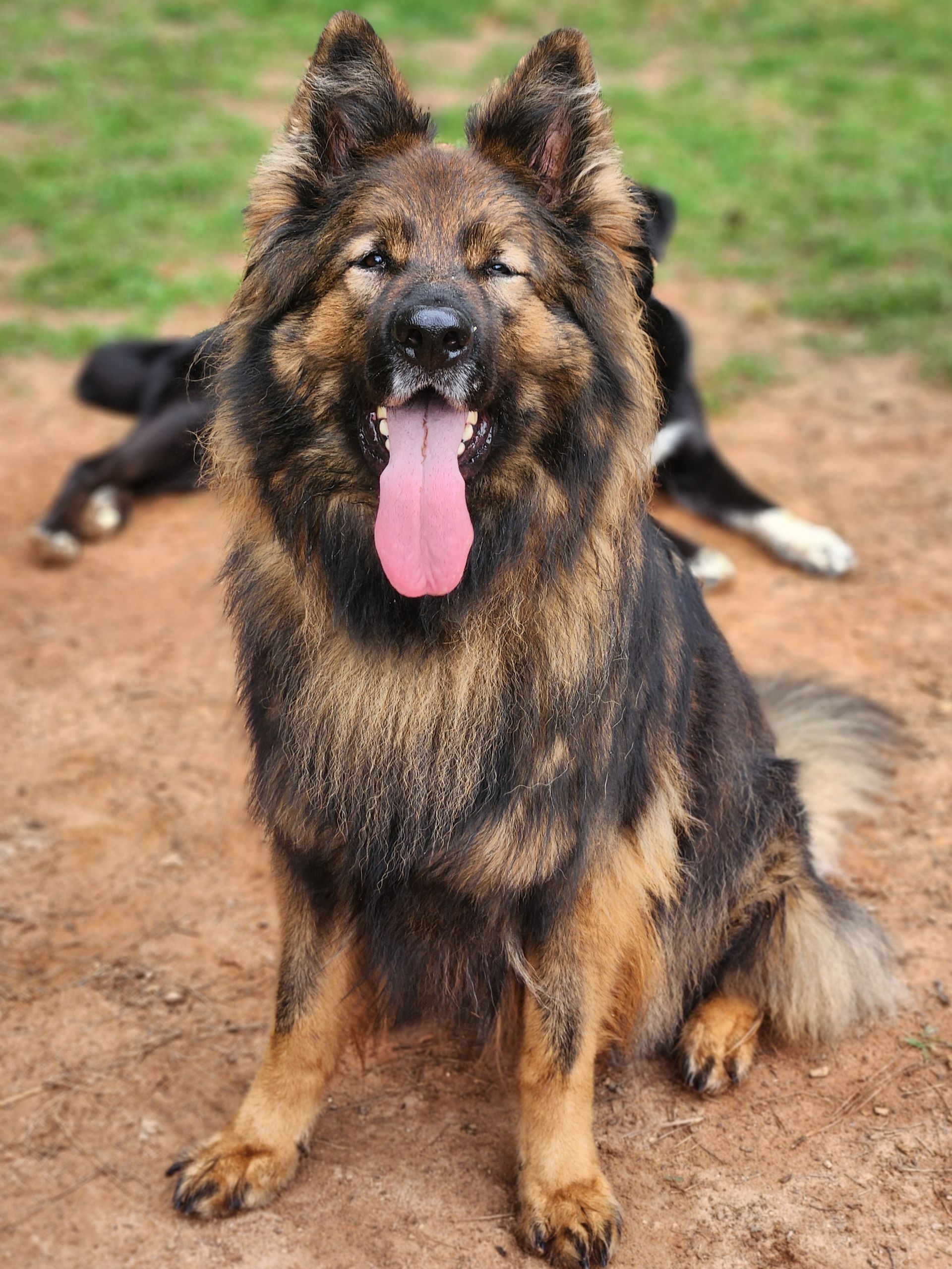 Long-haired black-and-tan dog sitting on dirt with tongue out, outdoors in a park-like setting